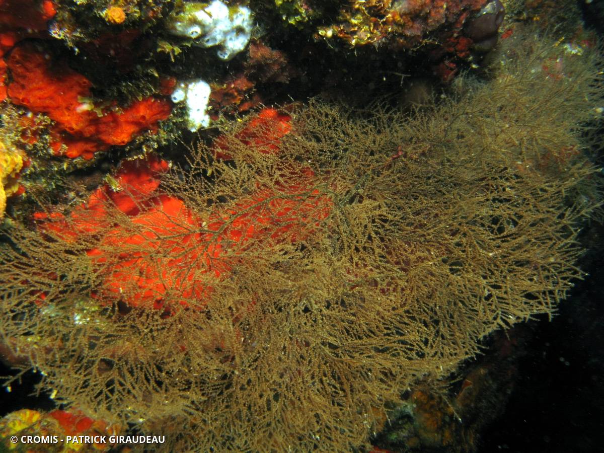 Corail noir à résille