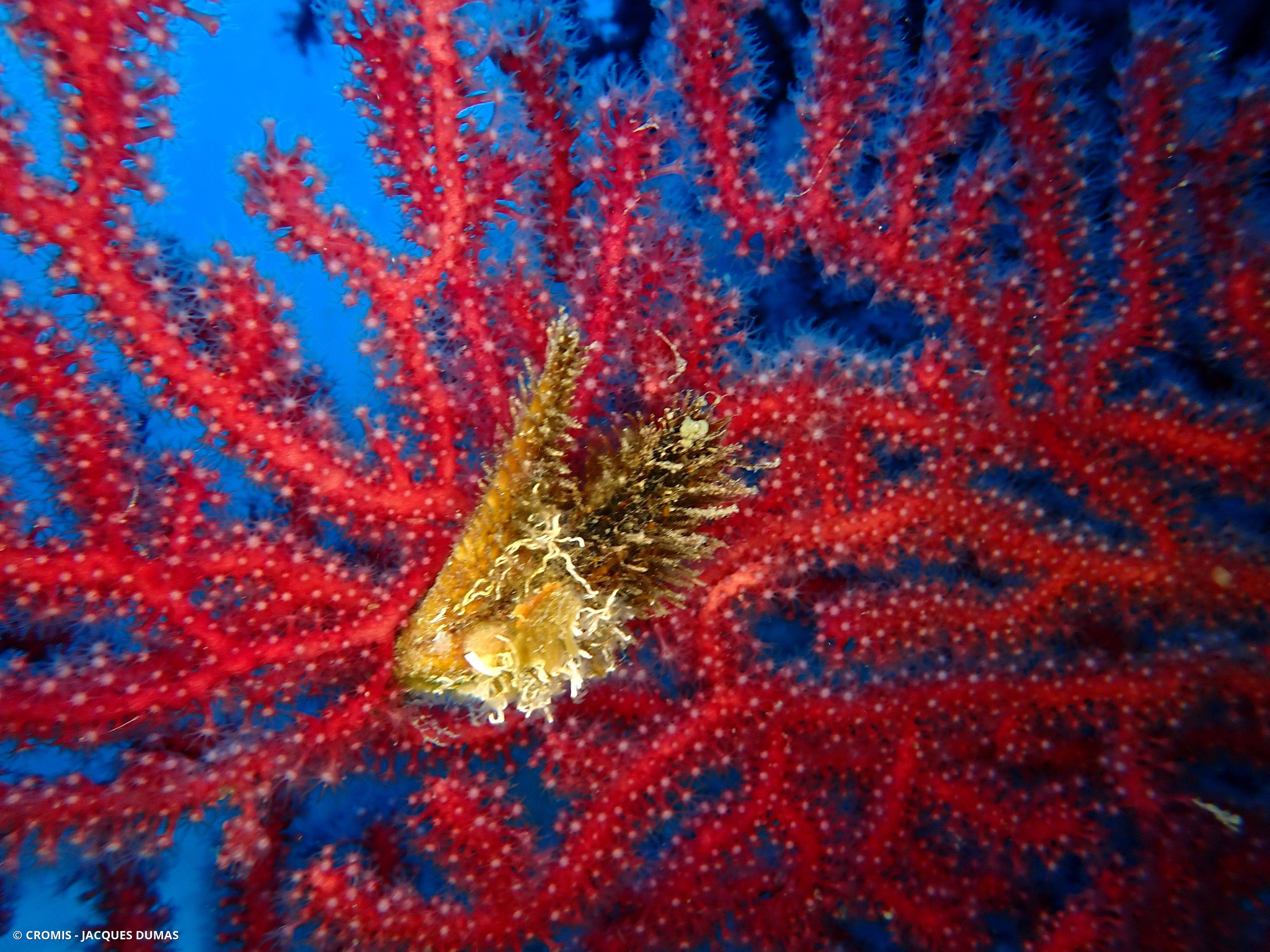 Avicule hirondelle