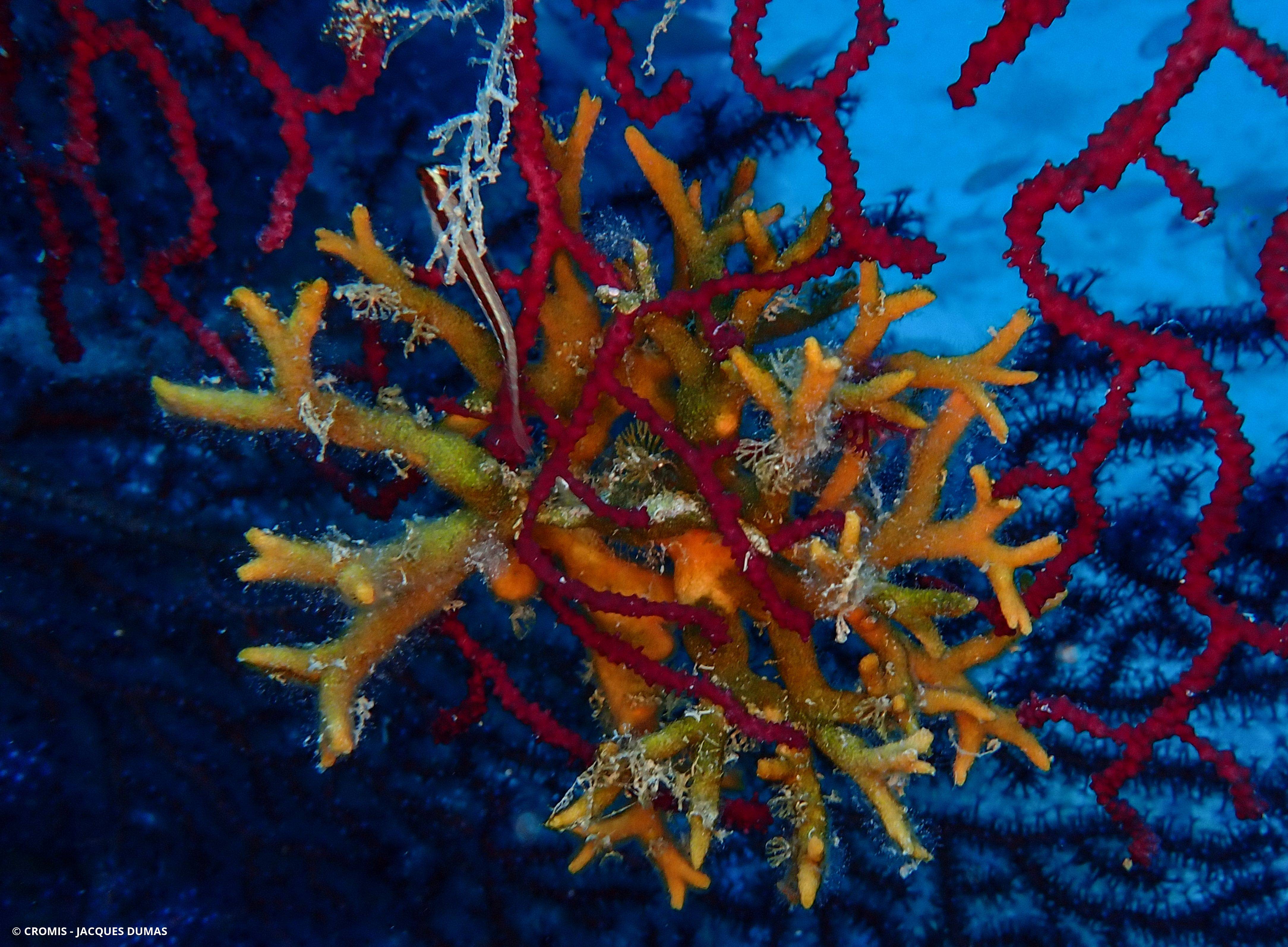 Turbicellépore cornu de Méditerranée