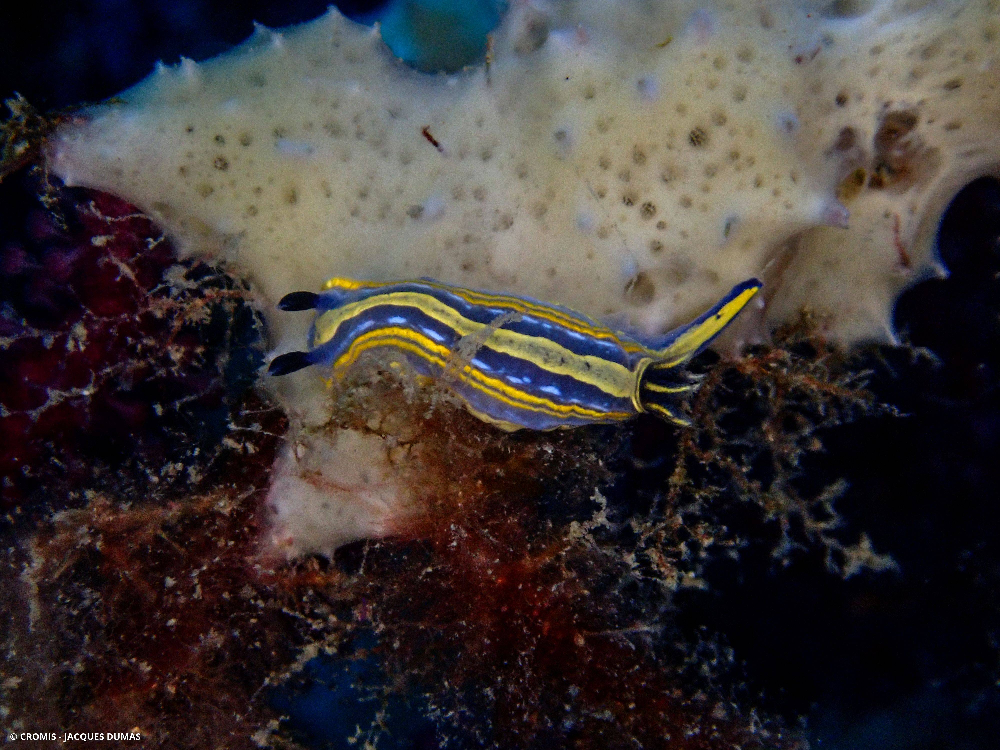 Doris de Villefranche