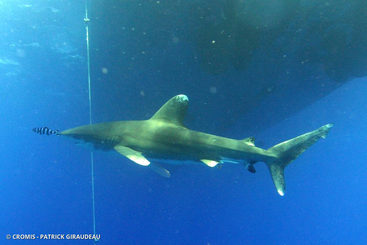 Requin océanique