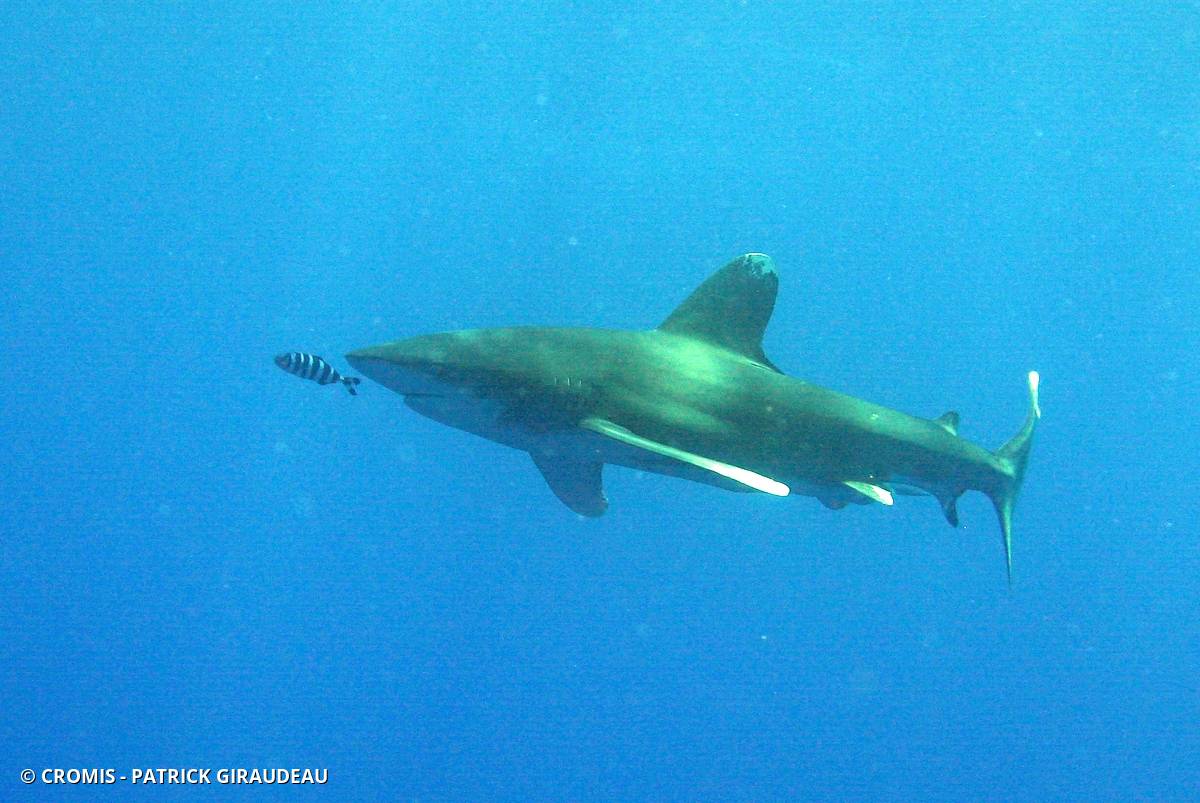 Requin océanique