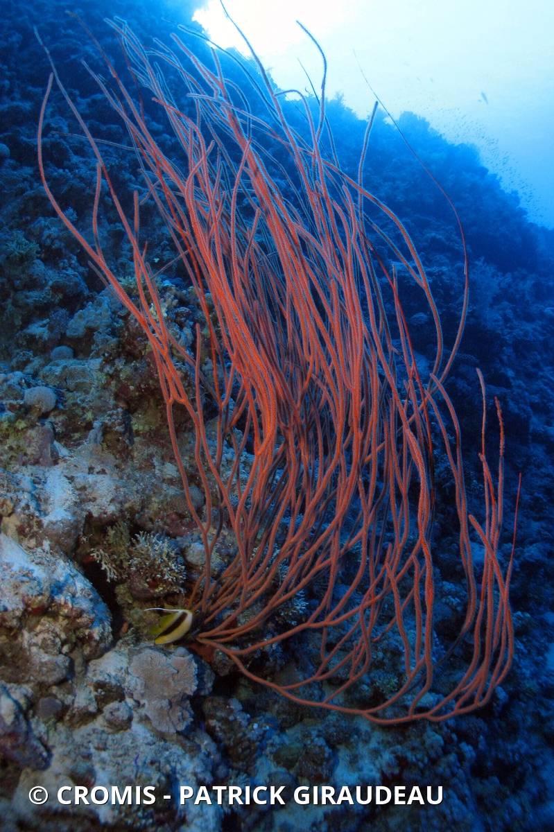 Gorgone balai