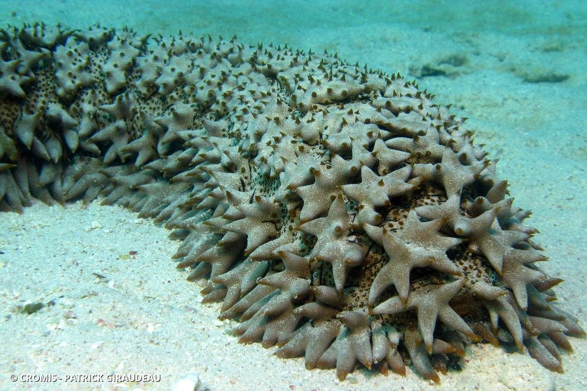 Concombre de mer épineux