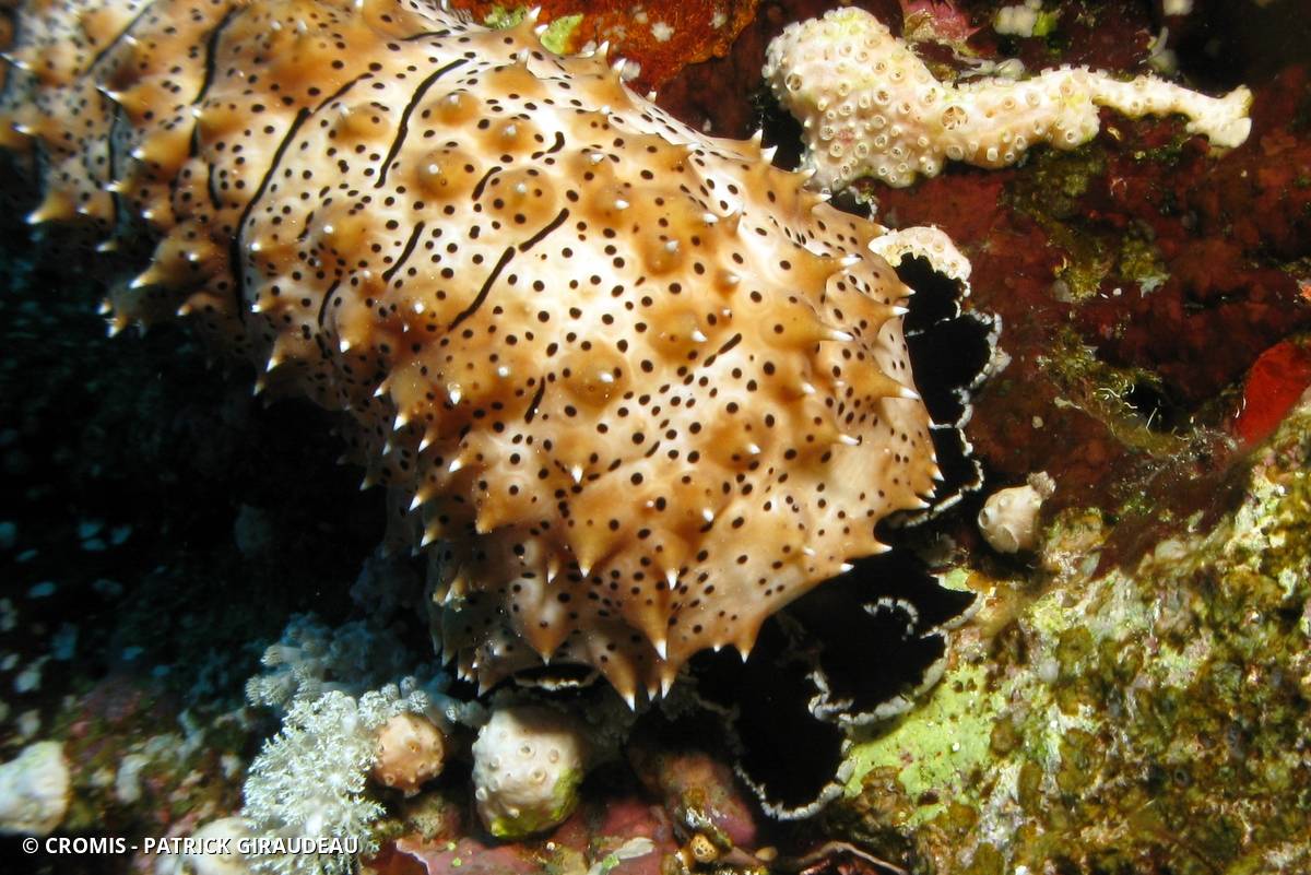 Holothurie rayée