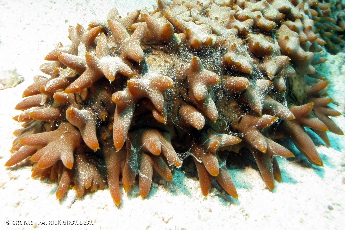 Concombre de mer épineux