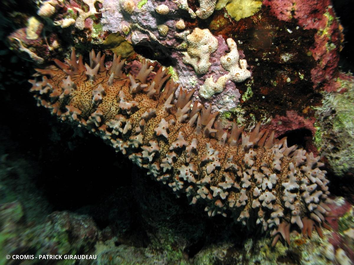 Concombre de mer épineux