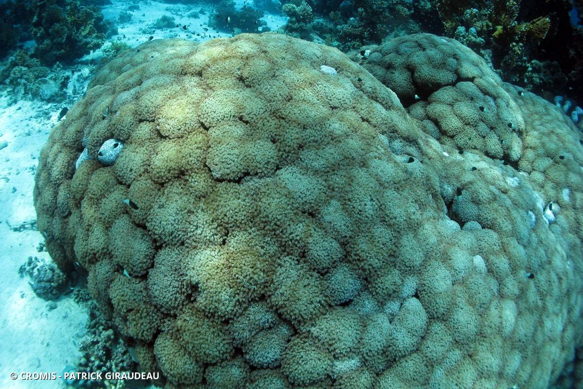 Corail plume d'autruche