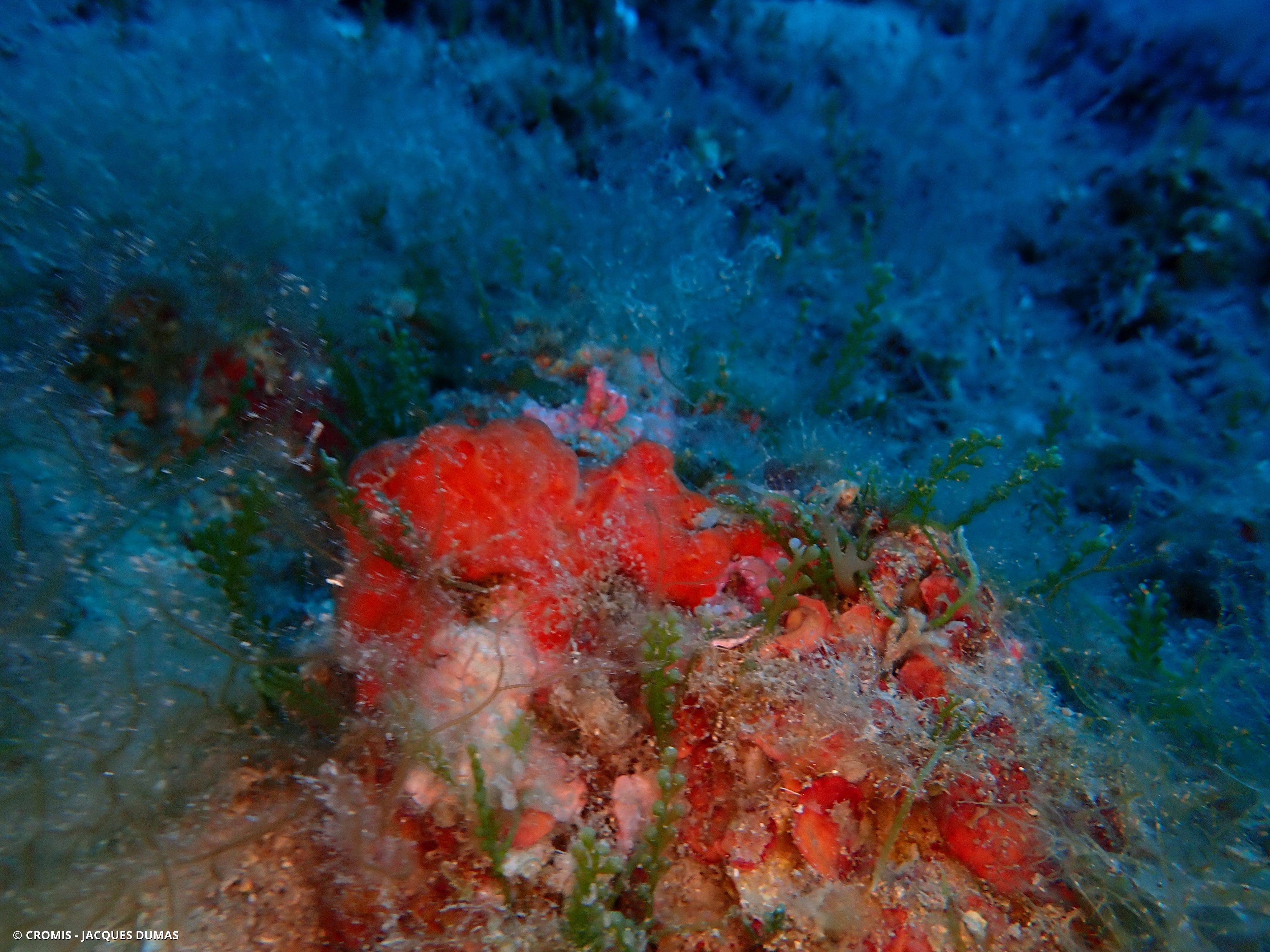 Caulerpe cylindracée