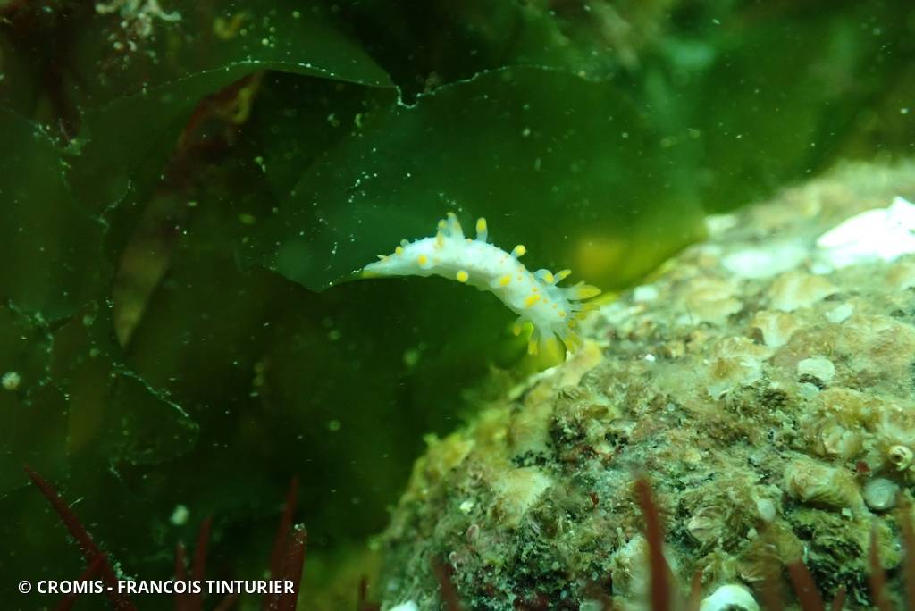 Limacia clavigère