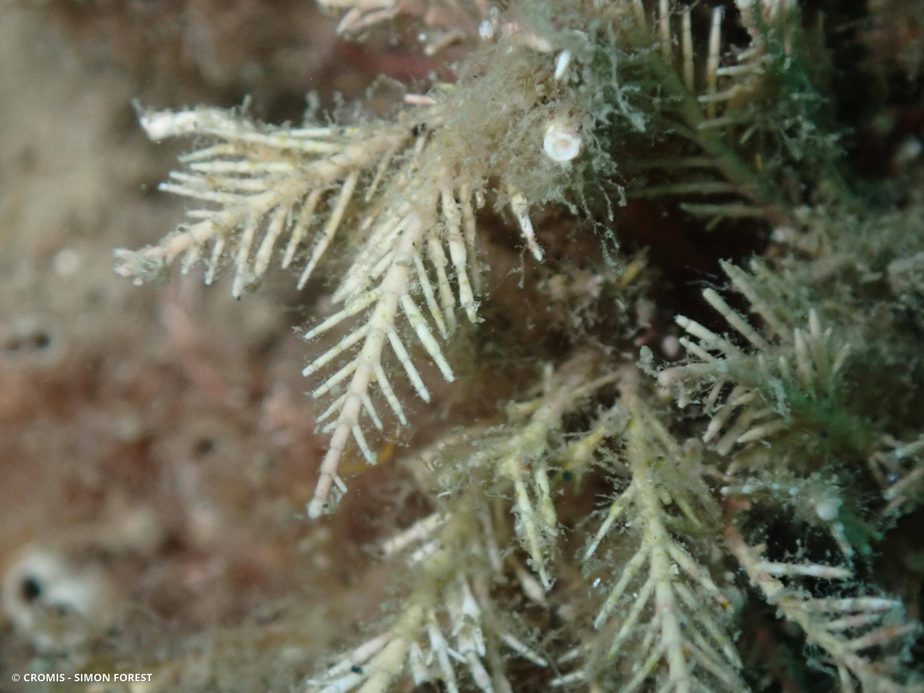 Coralline