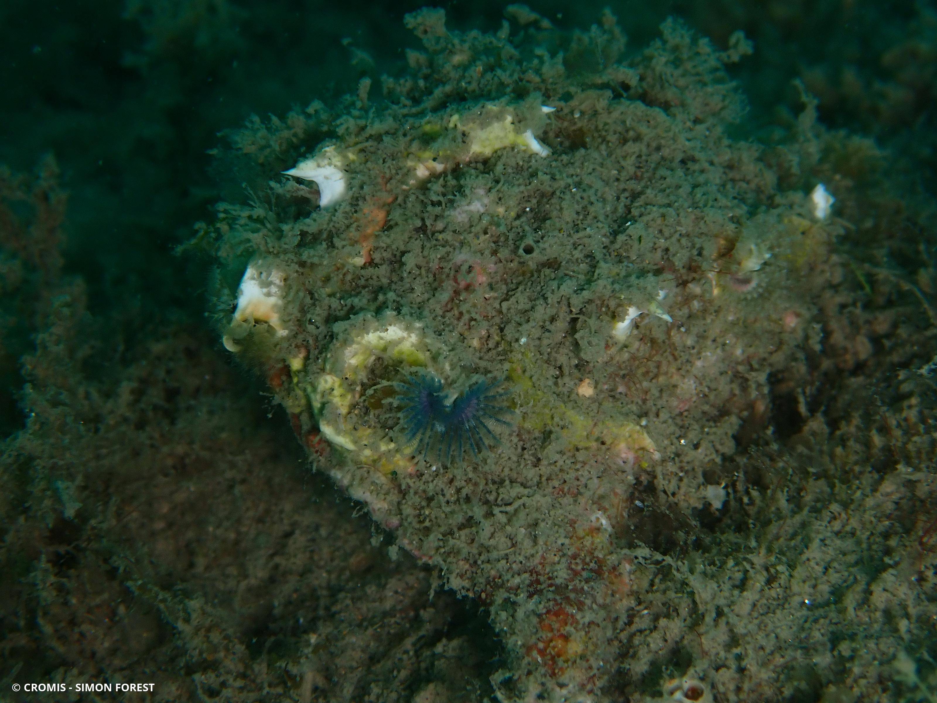 Serpule triangulaire
