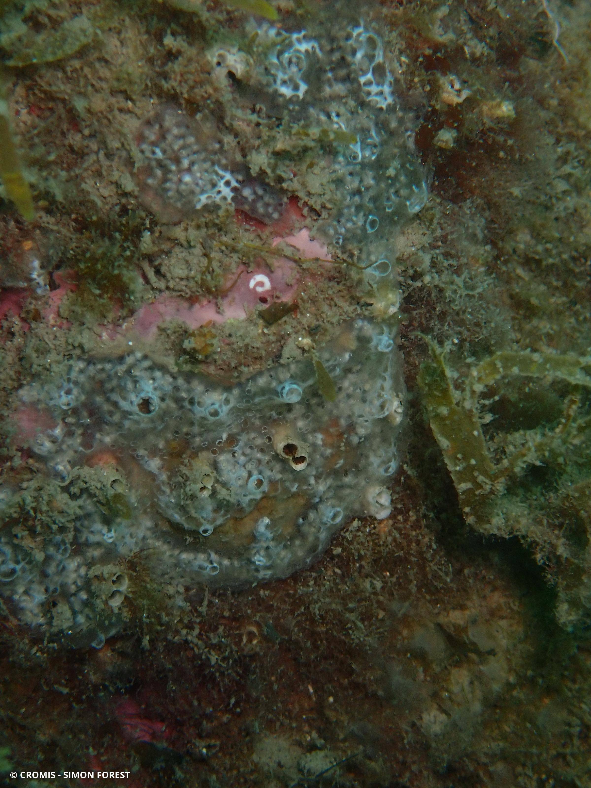 Didemne spongieux