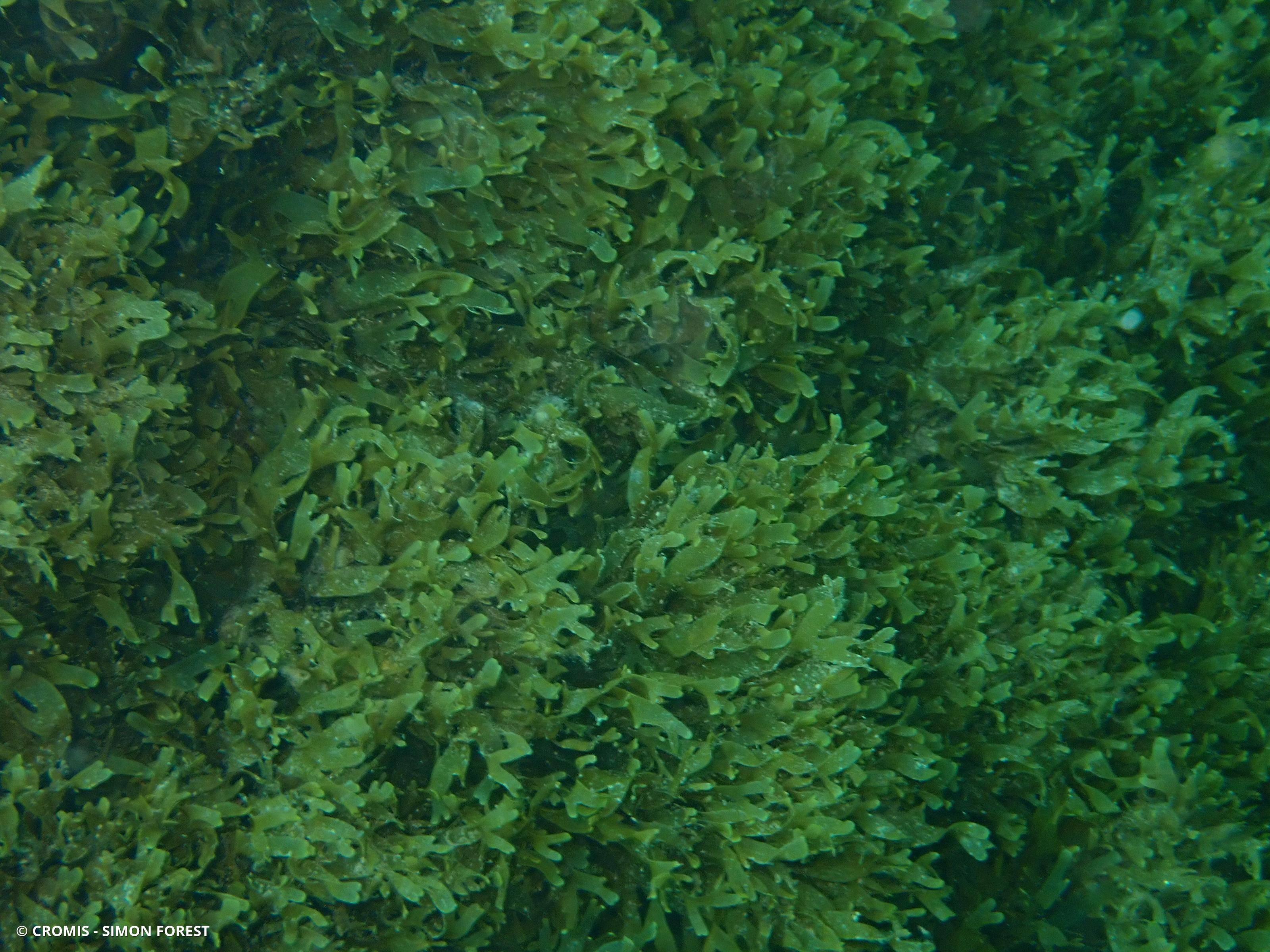 Dictyote d'Okamura
