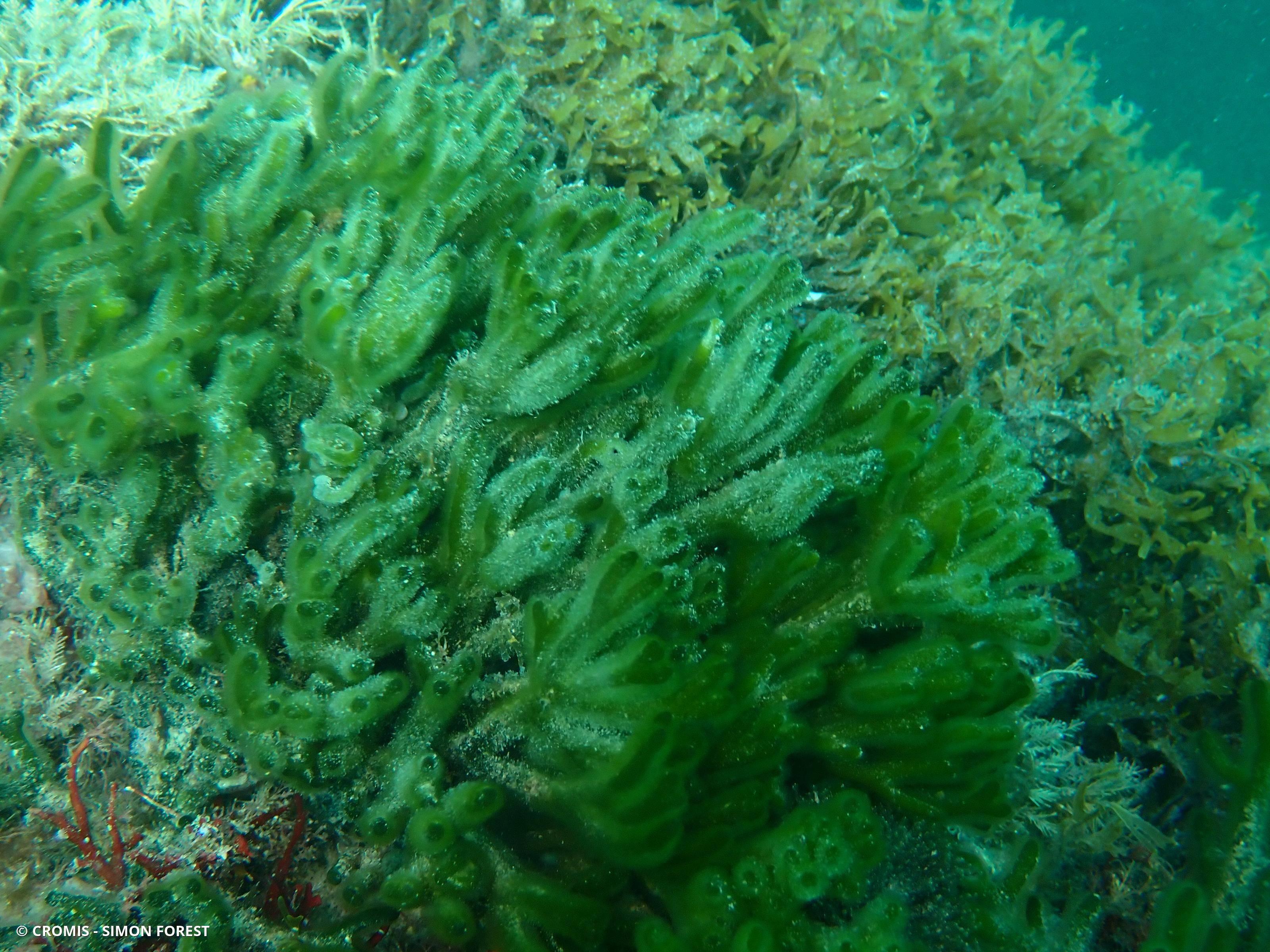 Codium fragile