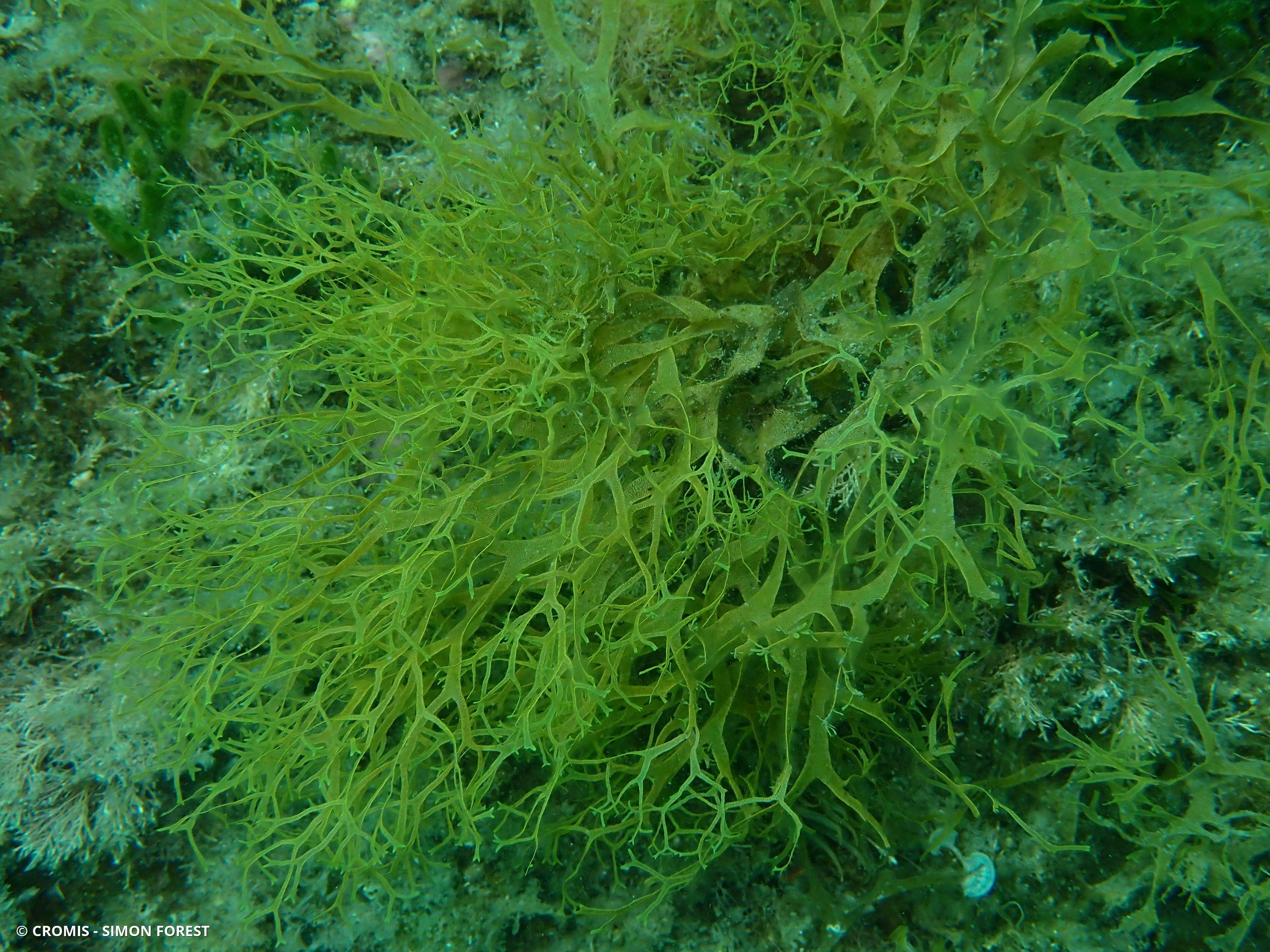 Dictyote rubanée