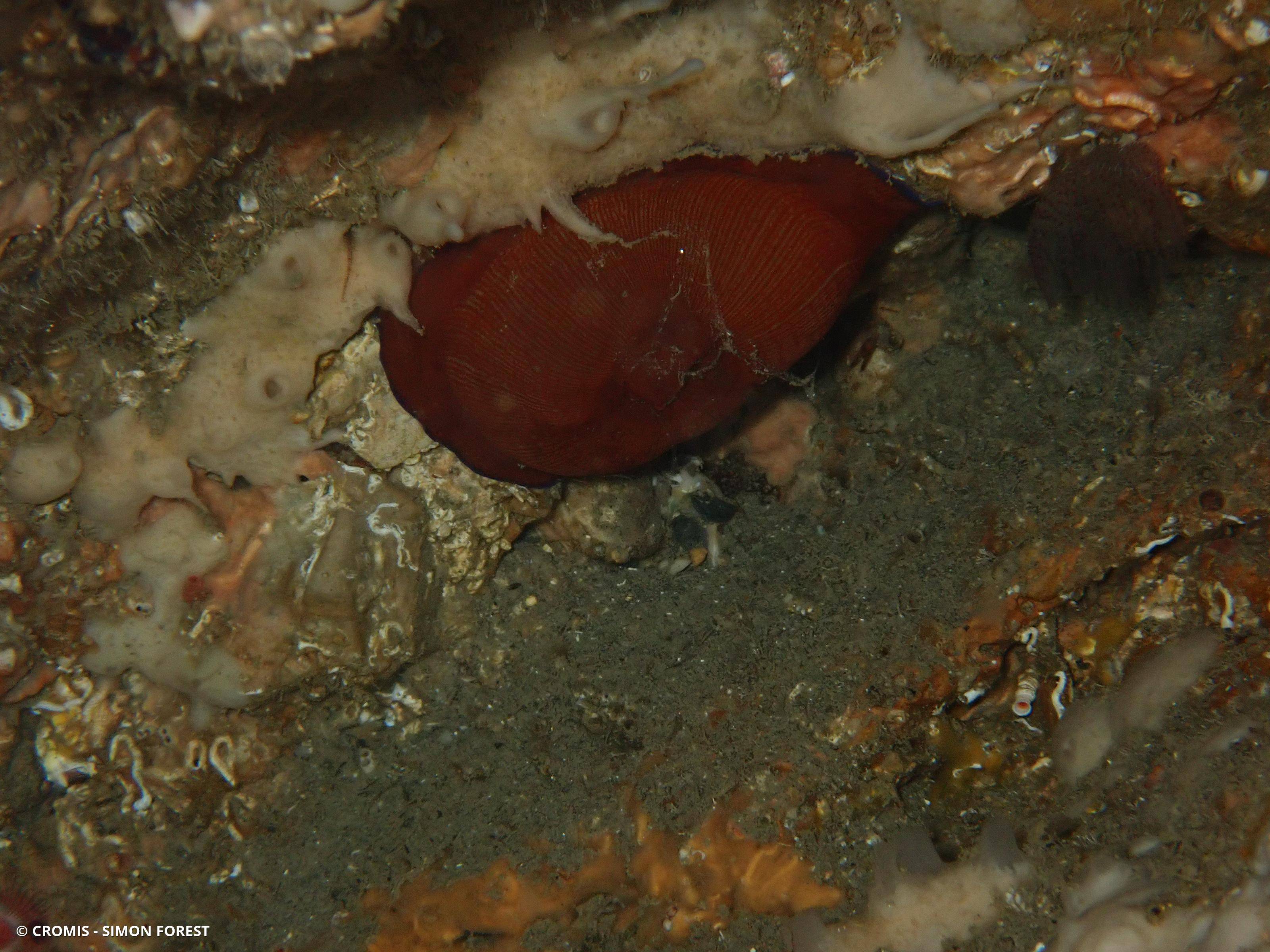 Actinie striée