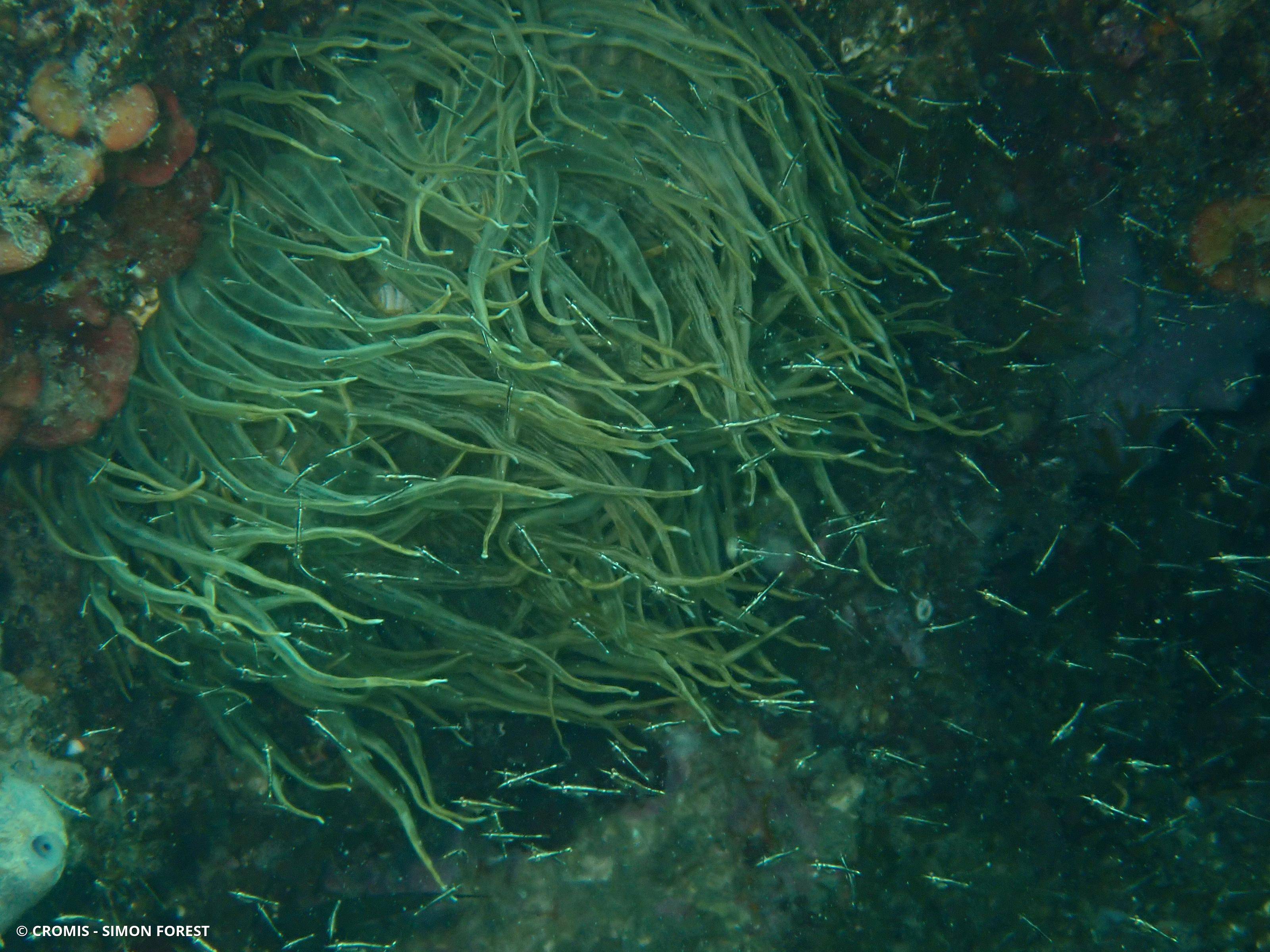 Leptomysis de Méditerranée