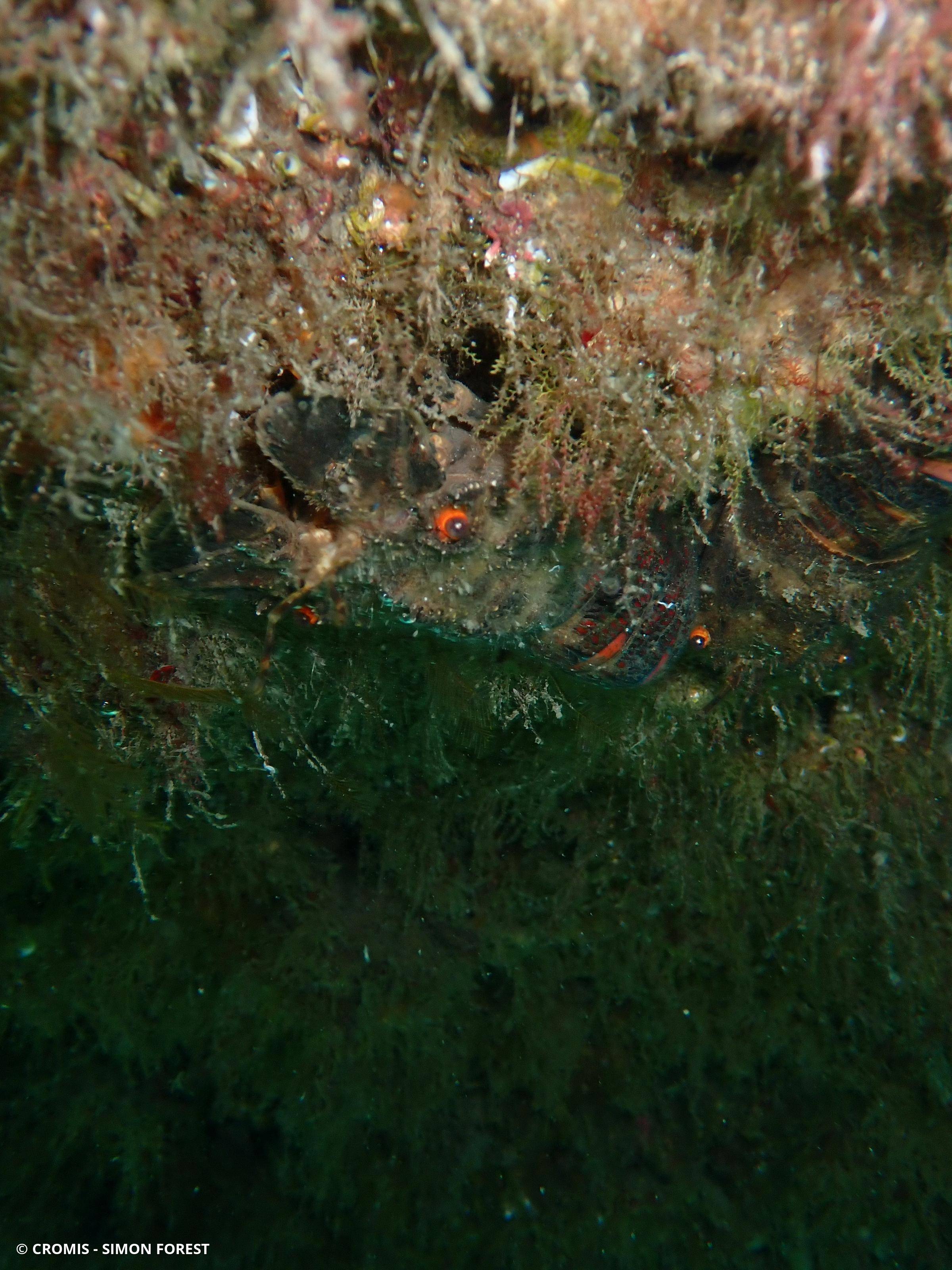 Petite cigale de mer