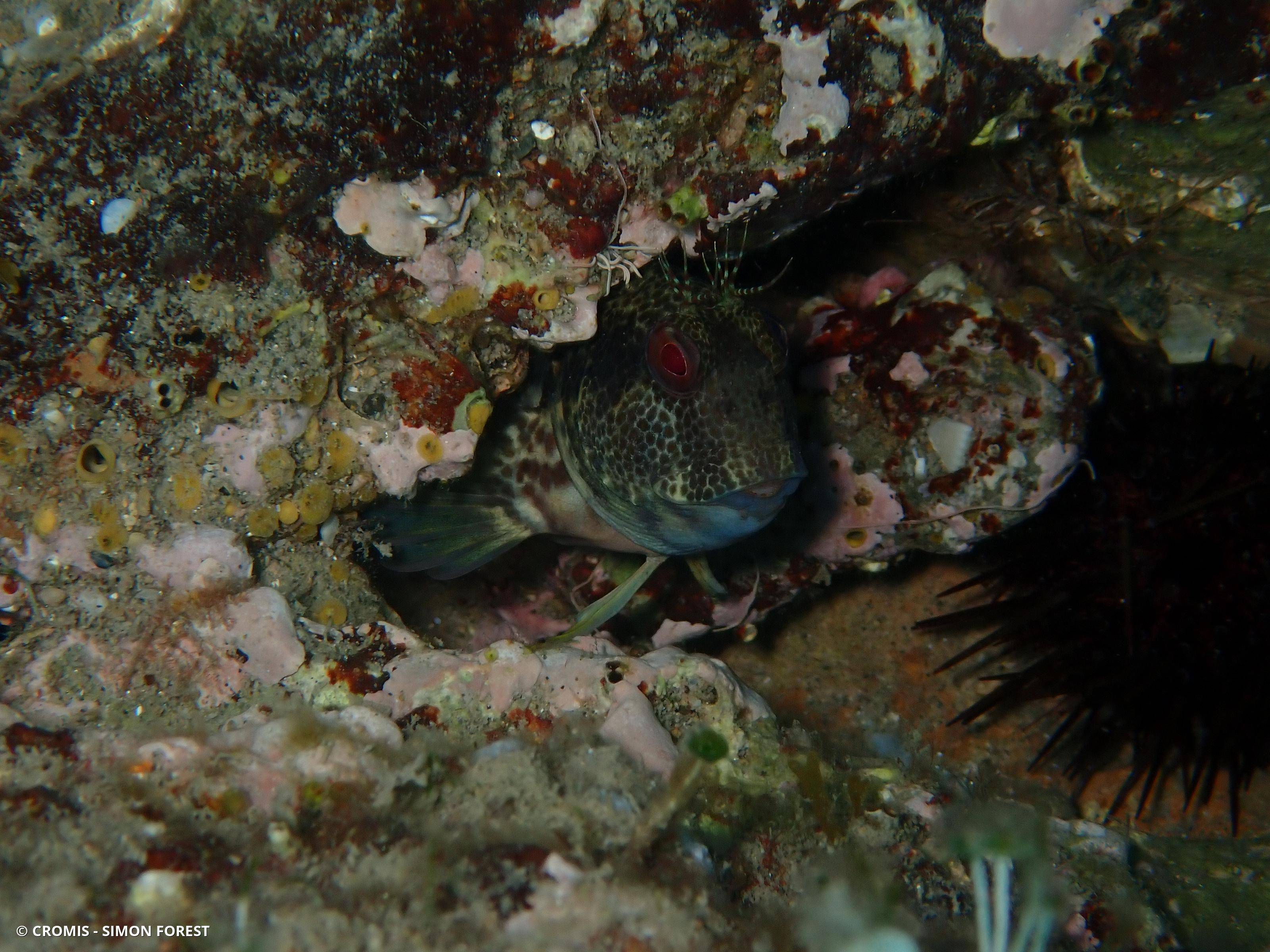 Blennie pilicorne