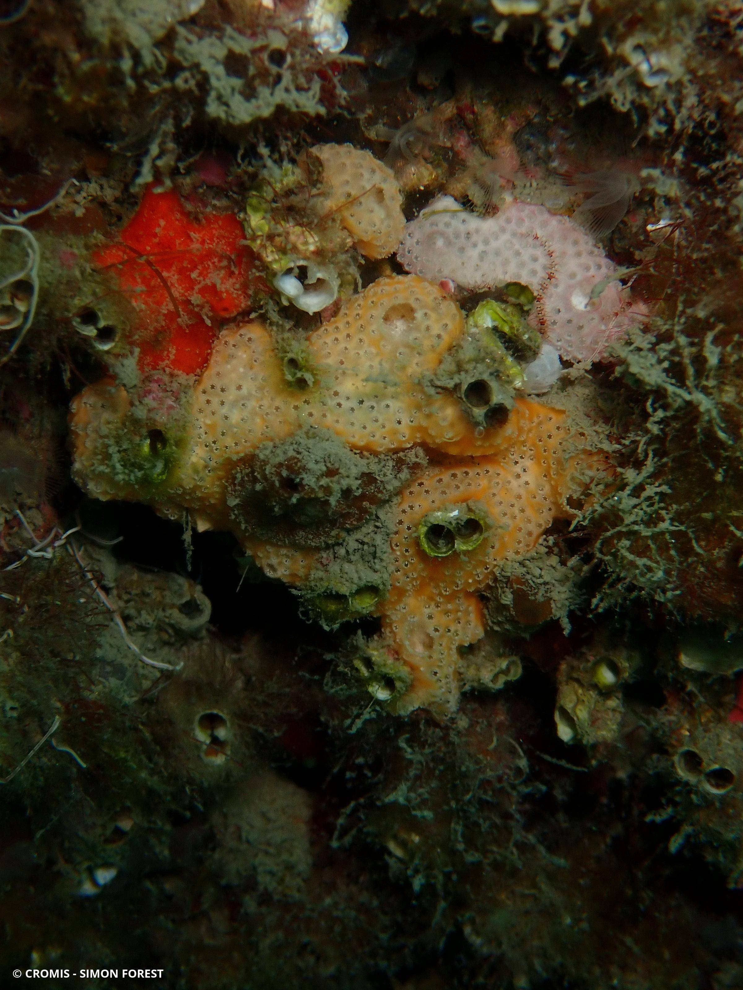Didemne variable