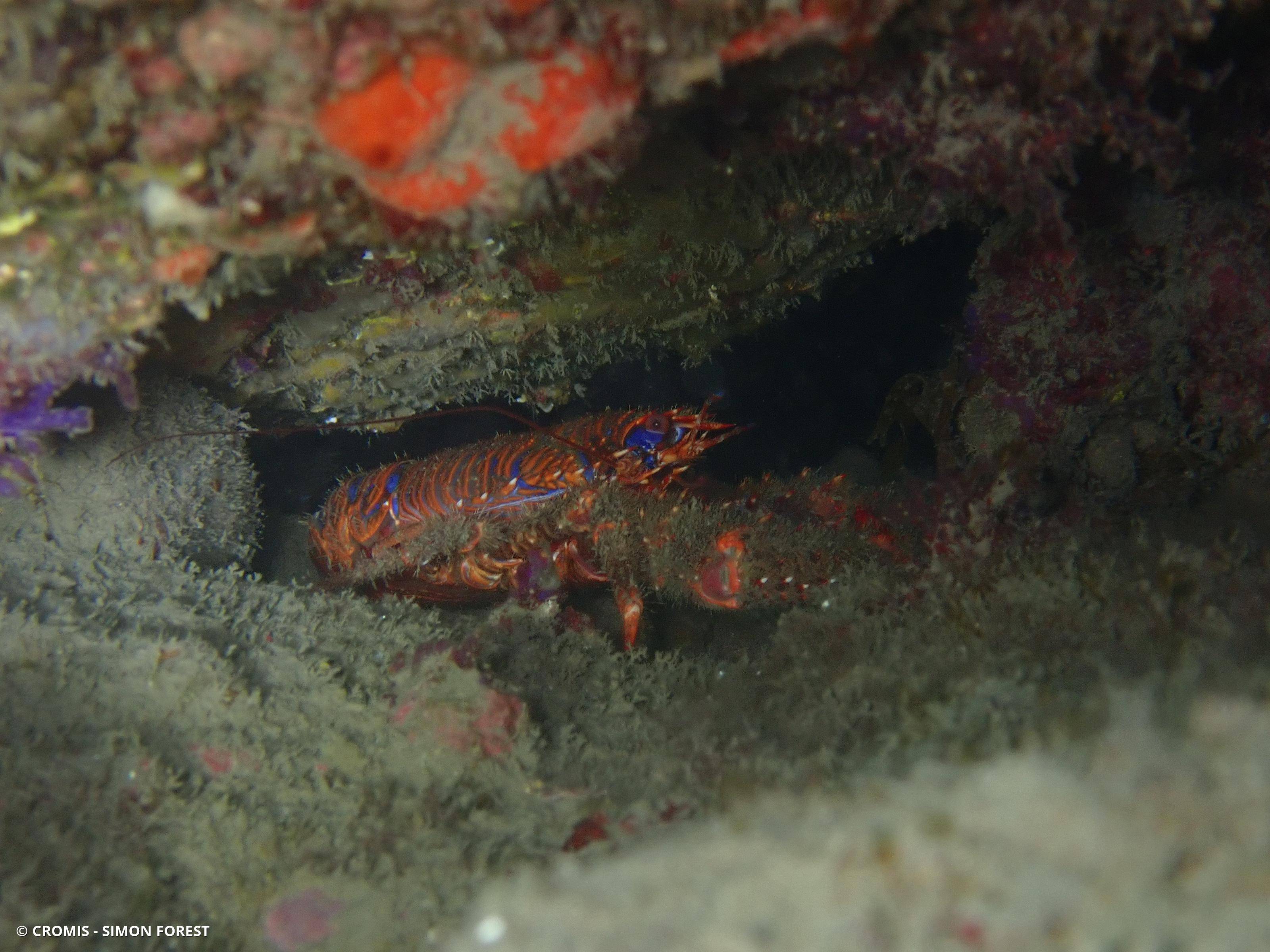Galathée bicolore