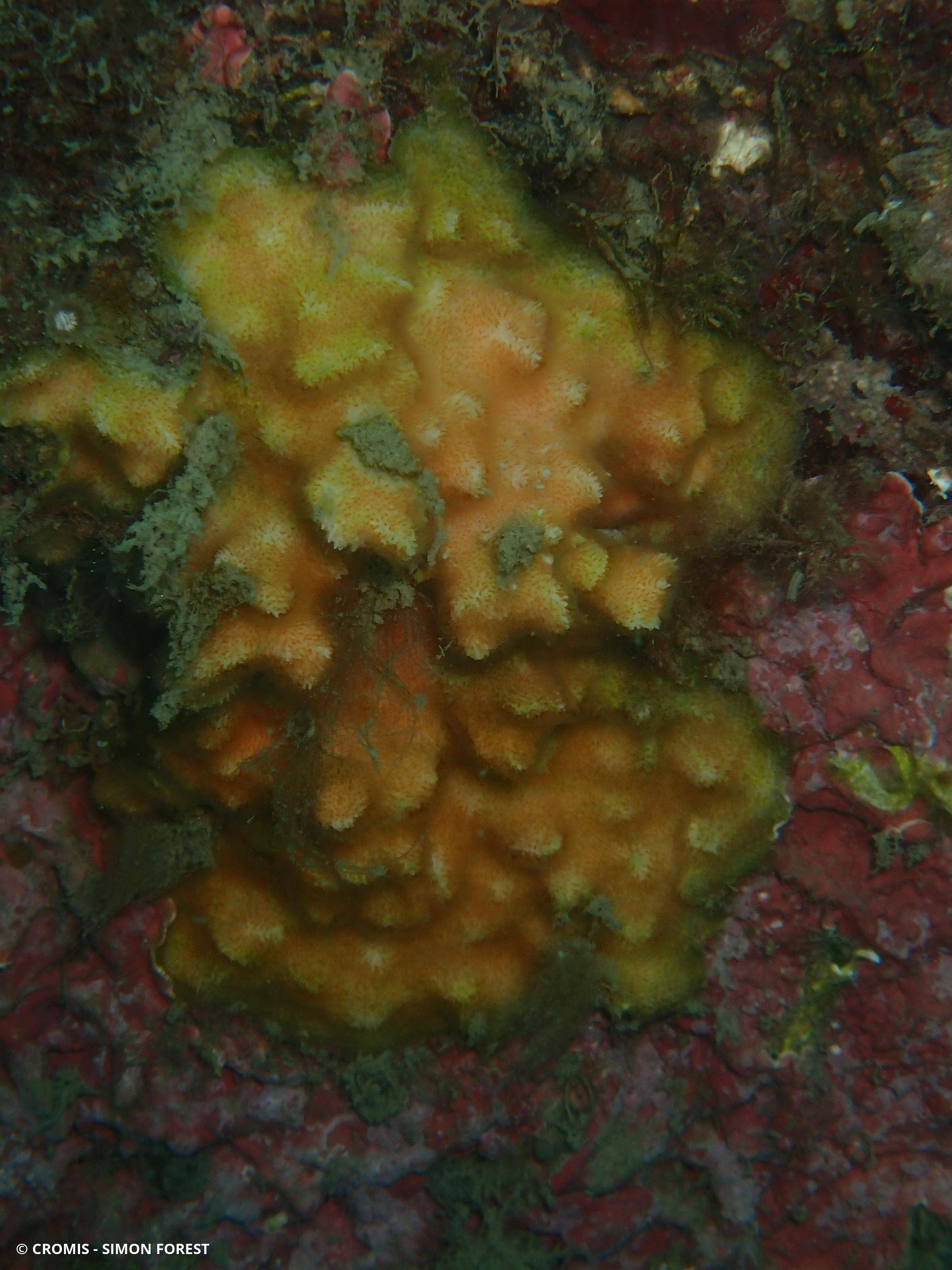 Schizomavelle mamelonné