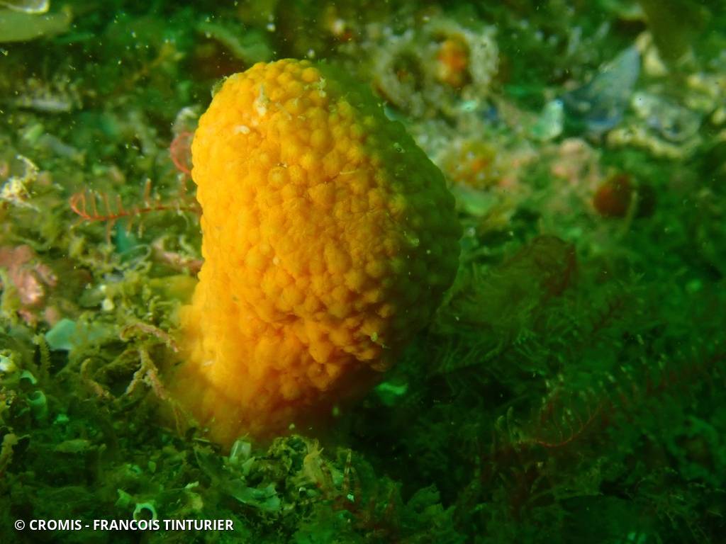 Alcyon jaune