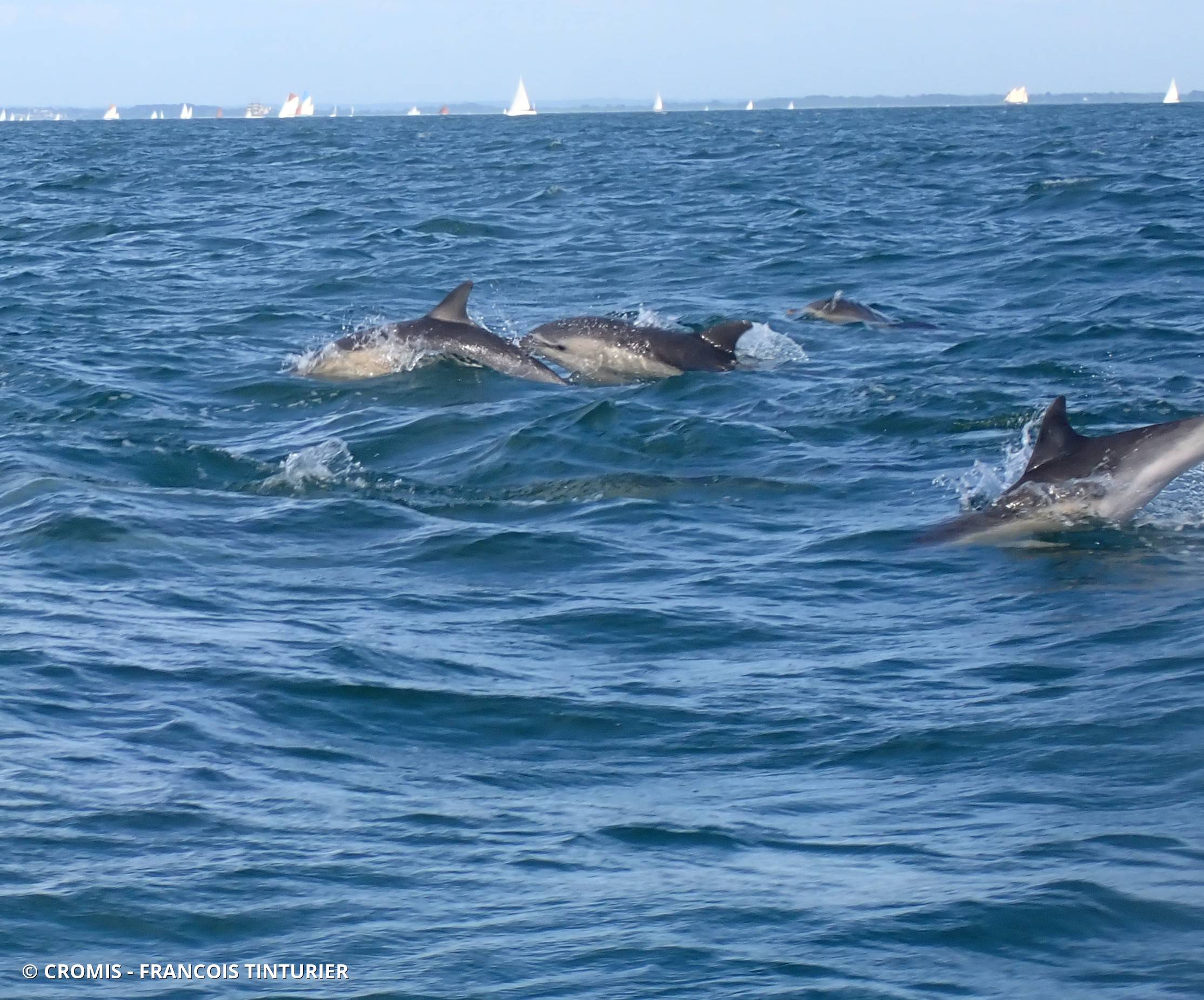 Dauphin commun