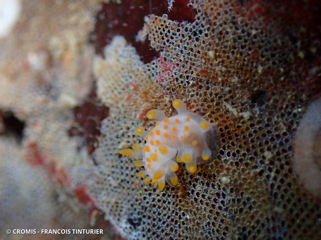Limacia clavigère
