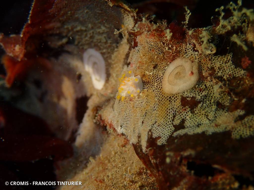 Limacia clavigère