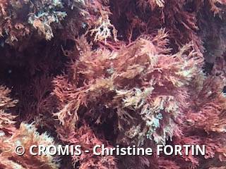 Coralline