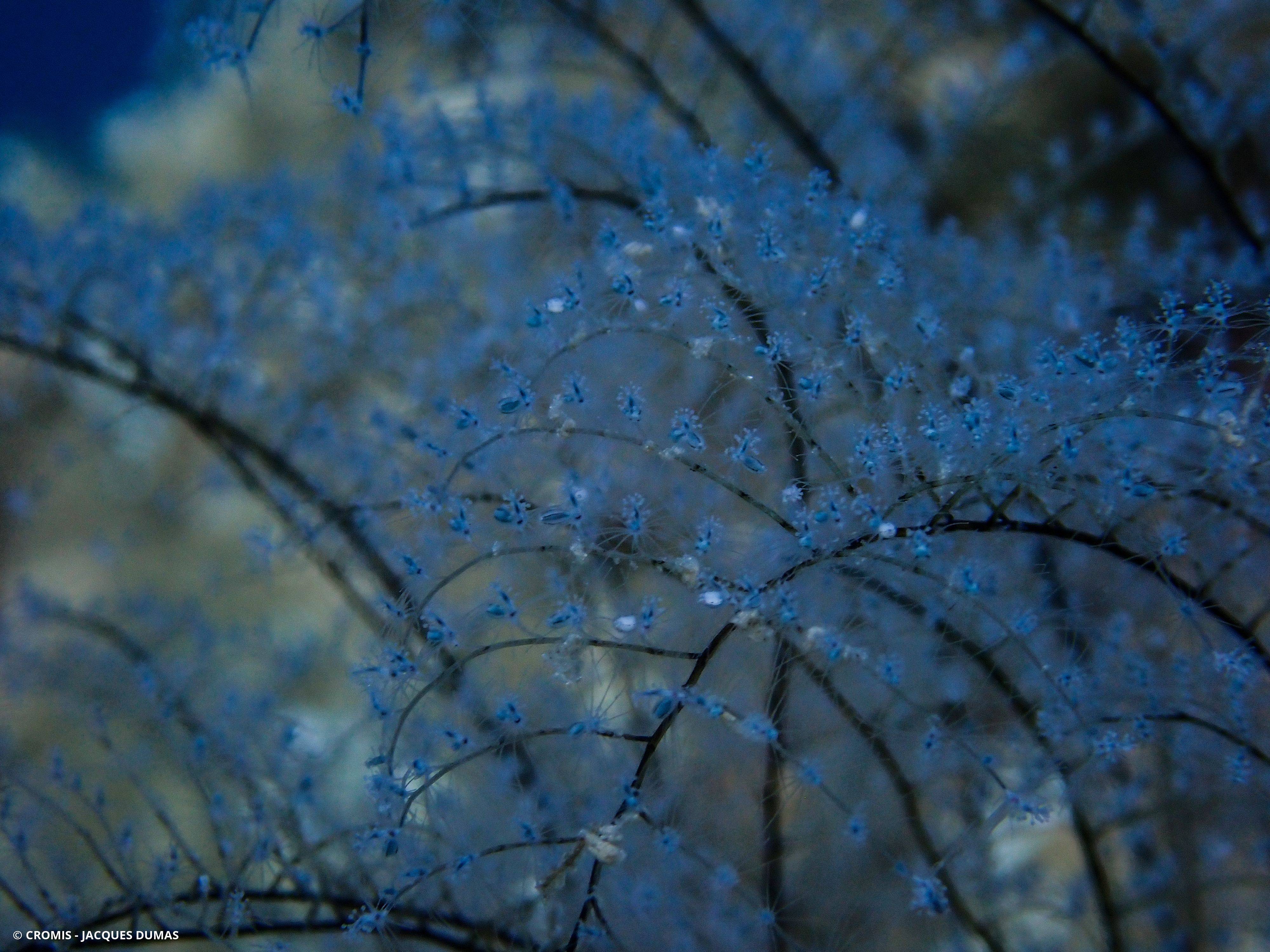 Hydraire des amarres