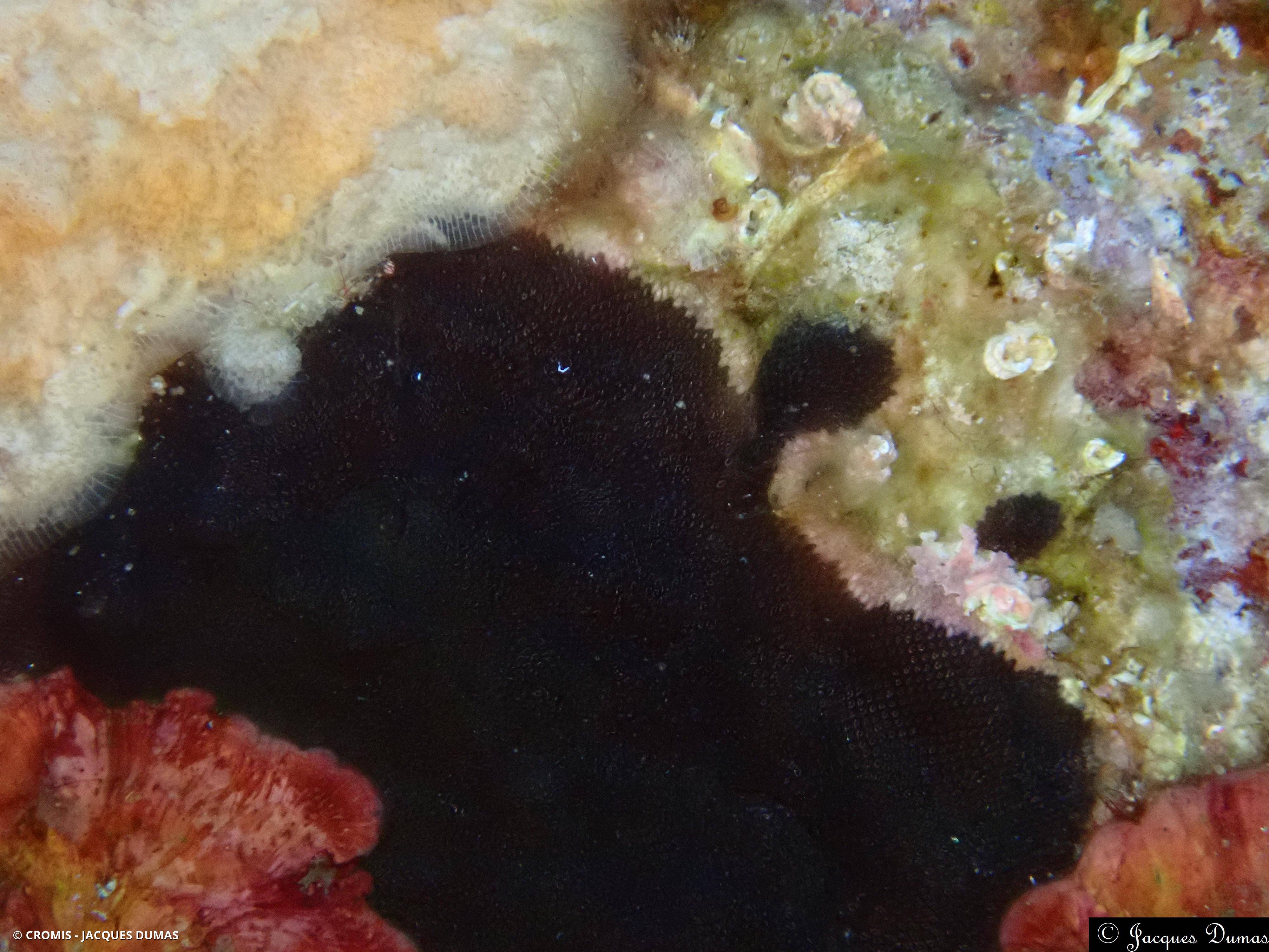 Bryozoaire encroûtant noir
