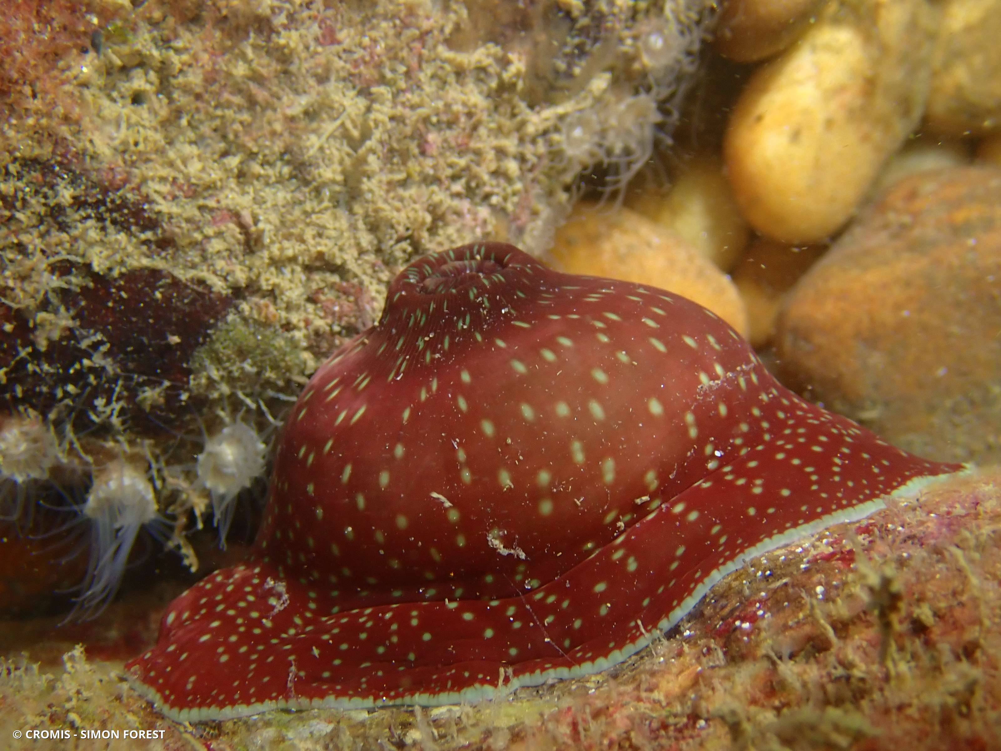 Anémone fraise