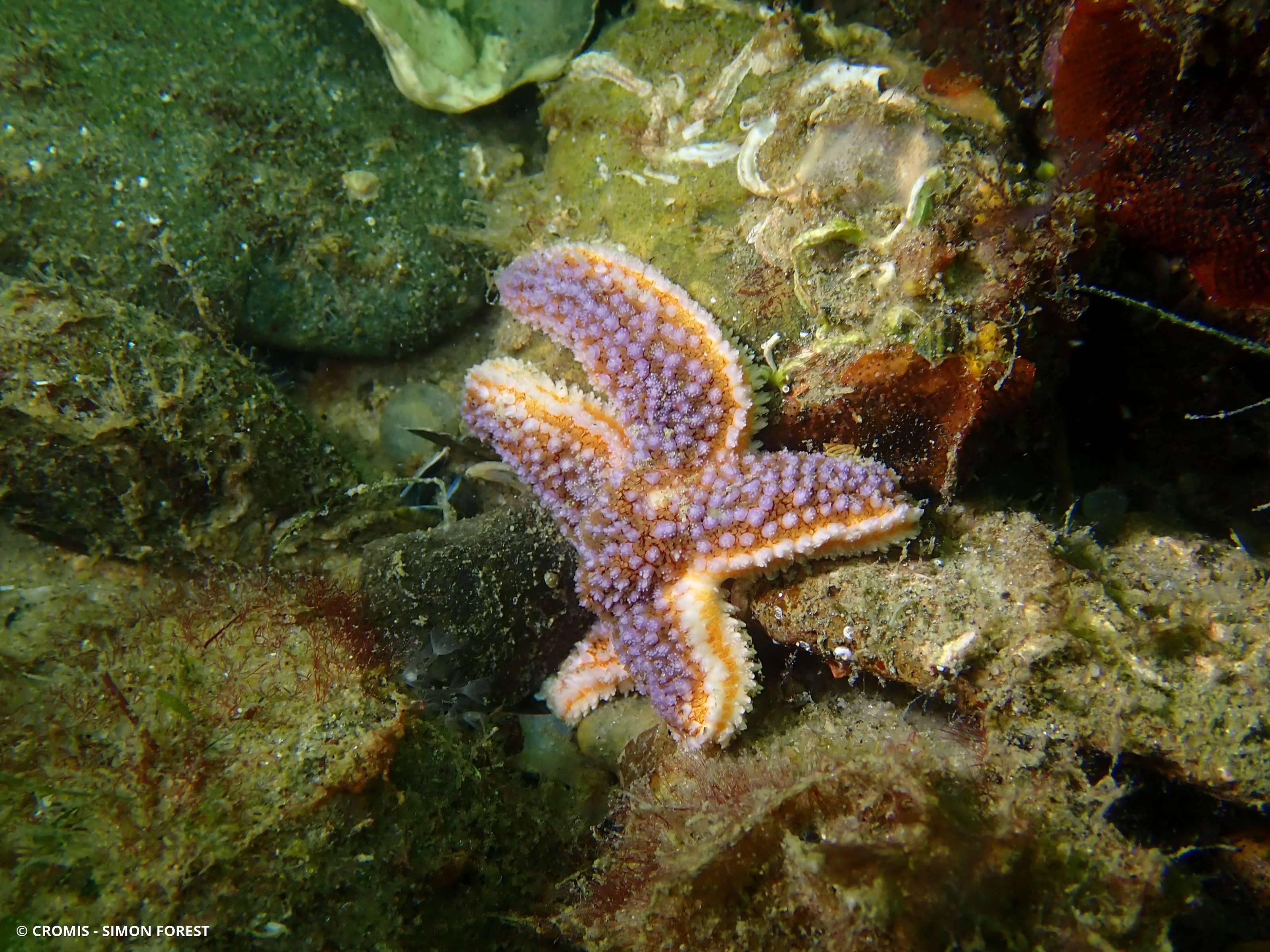 Étoile de mer commune