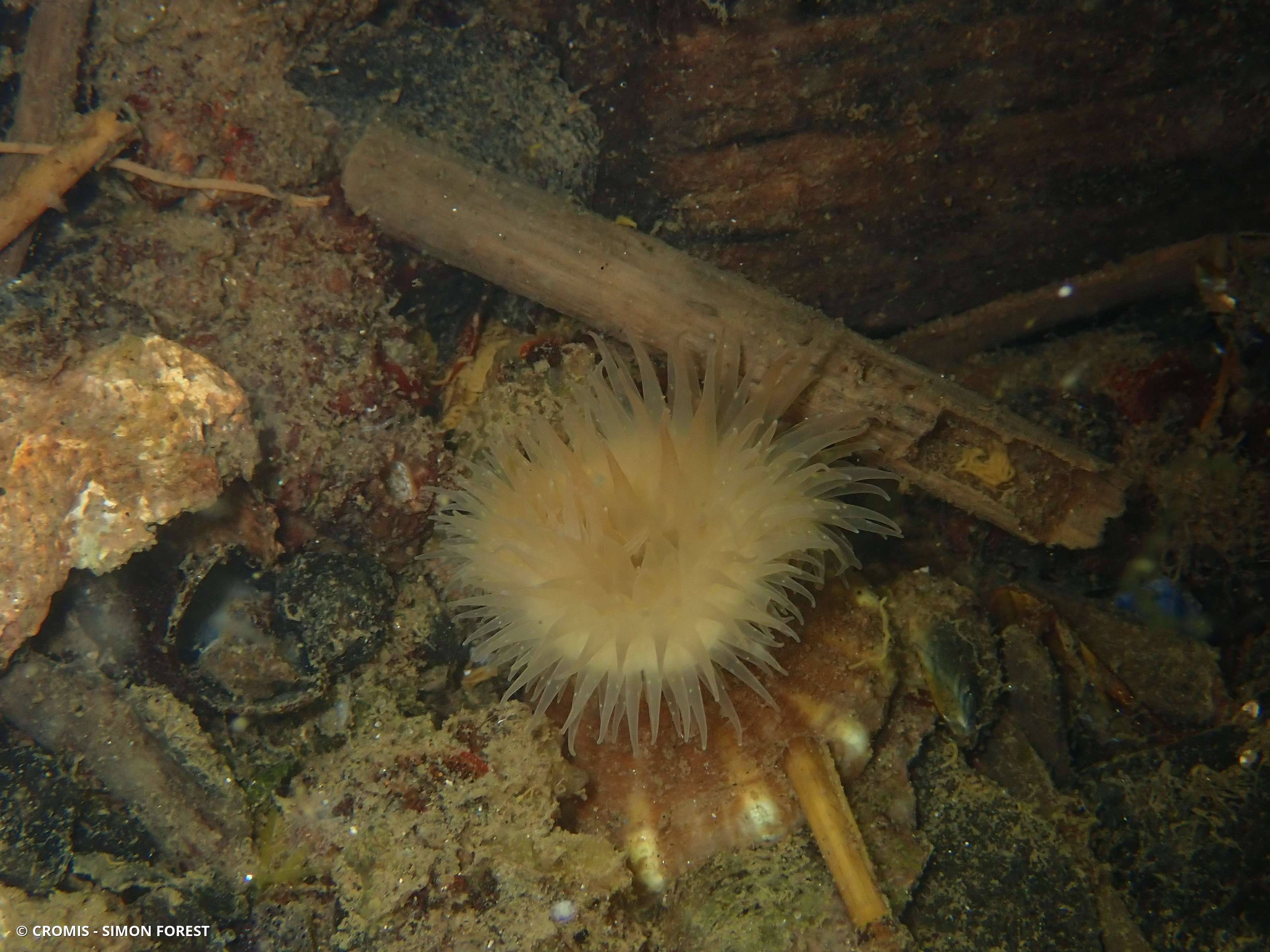 Anémone parasite