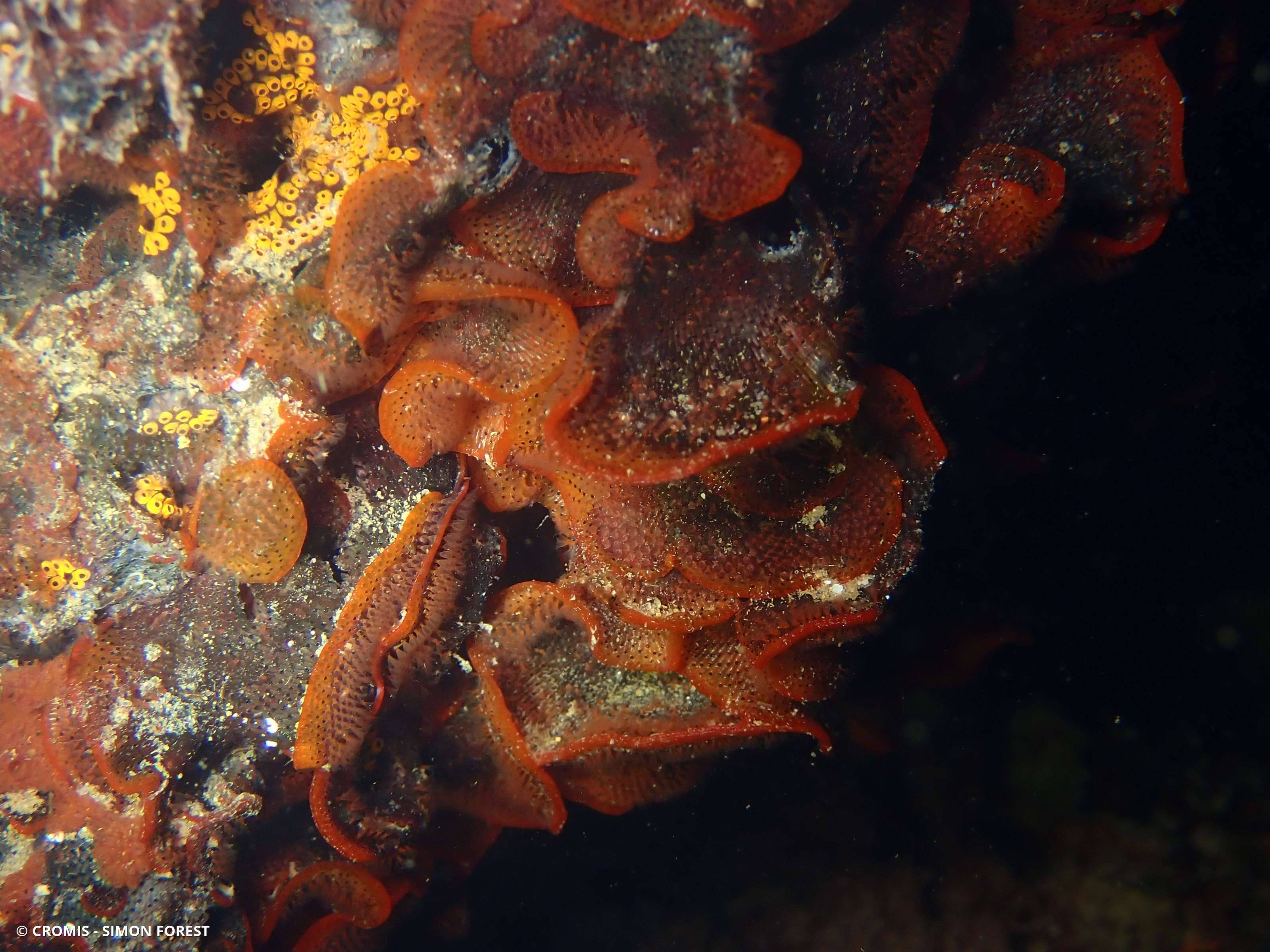 Bryozoaire orange vif et noir à points noirs