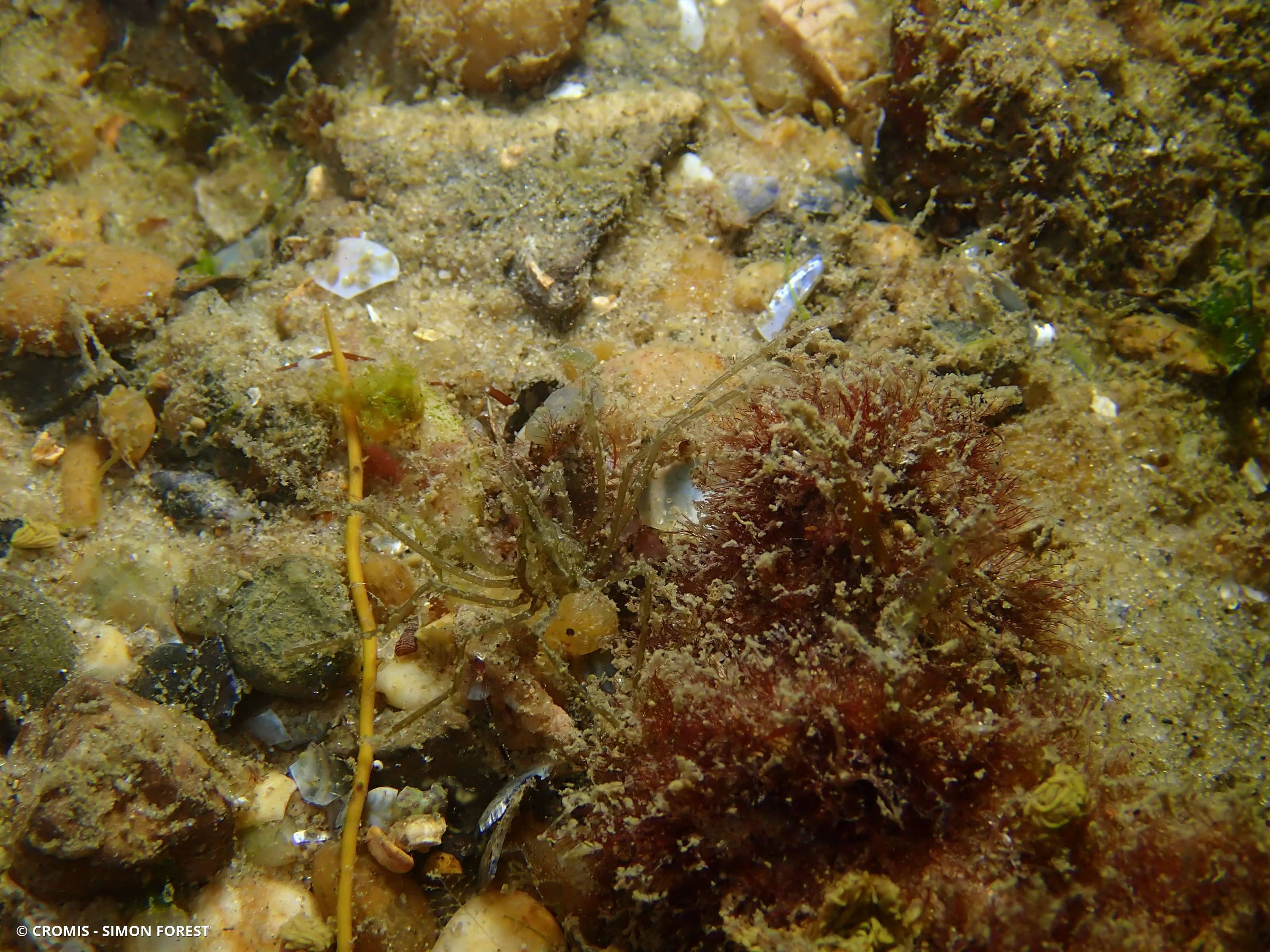 Macropode rostré