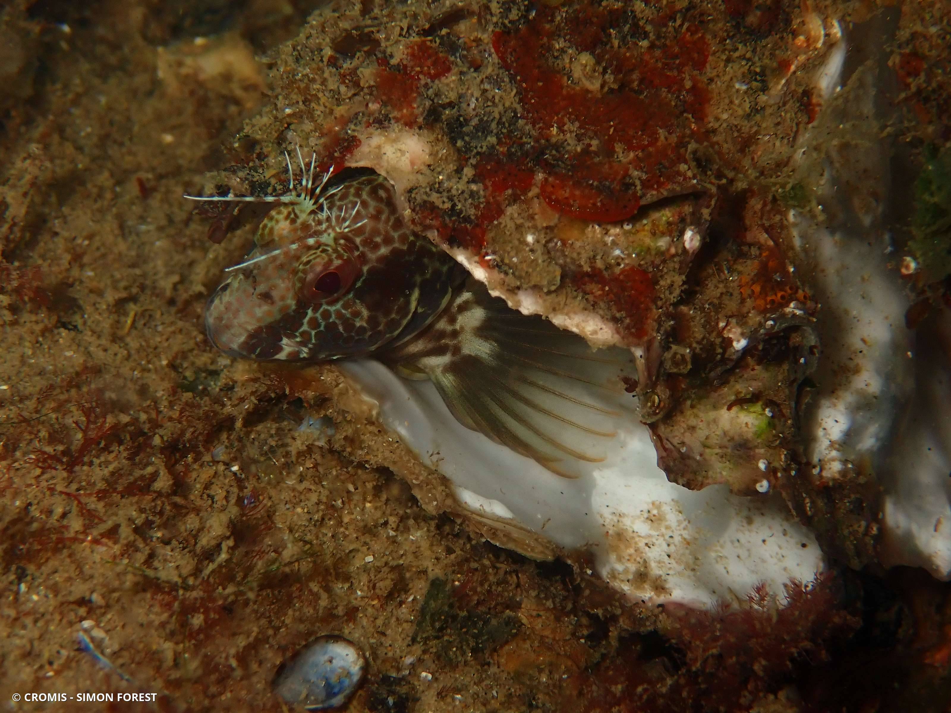 Blennie pilicorne