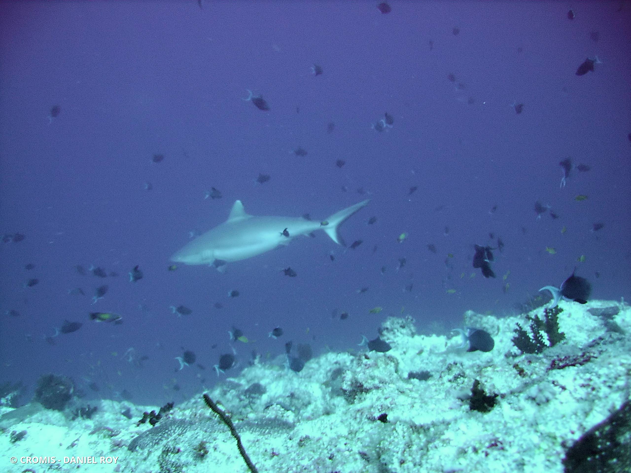 Requin gris de récif