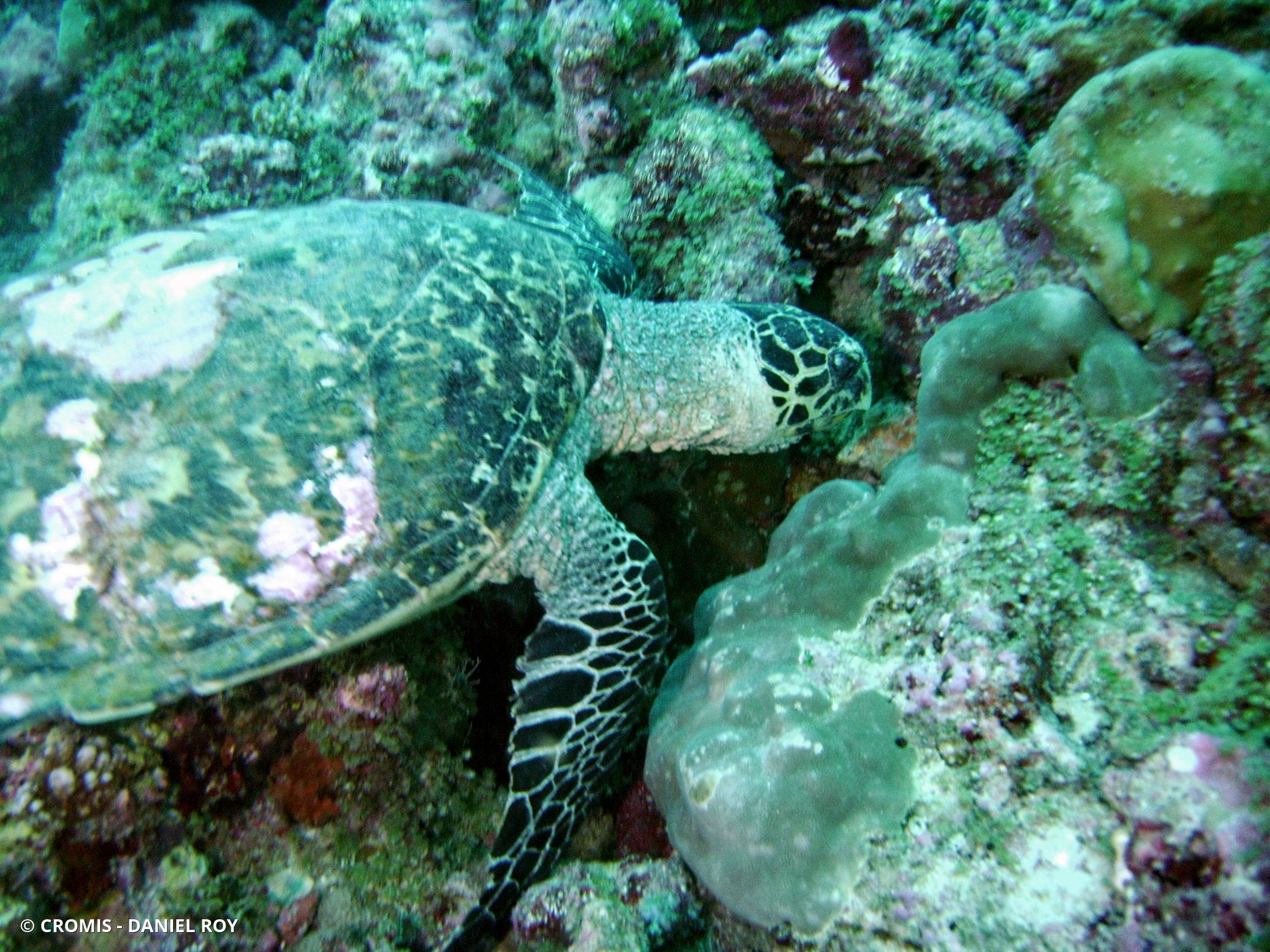 Tortue imbriquée