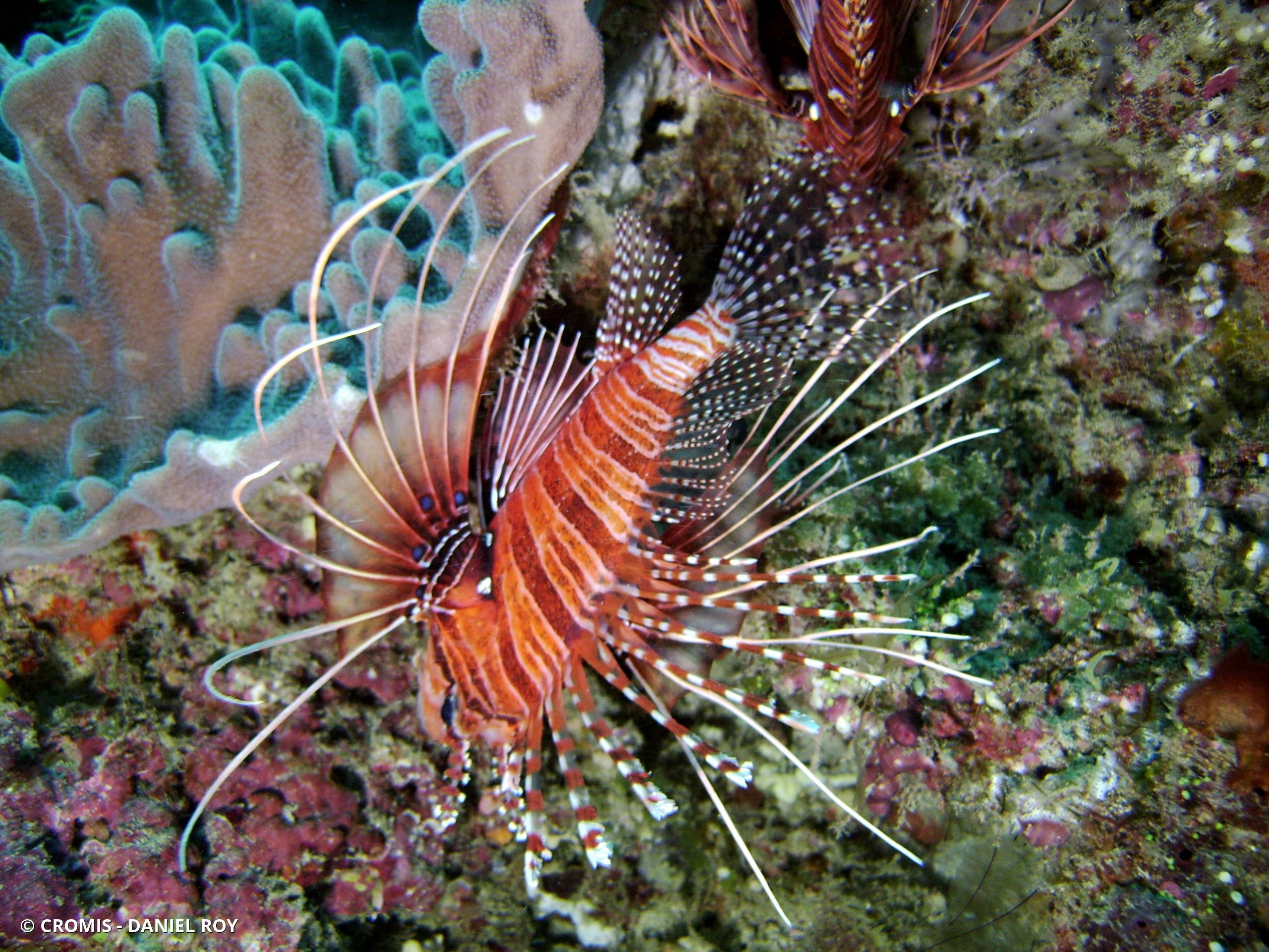 Poisson-scorpion à antennes