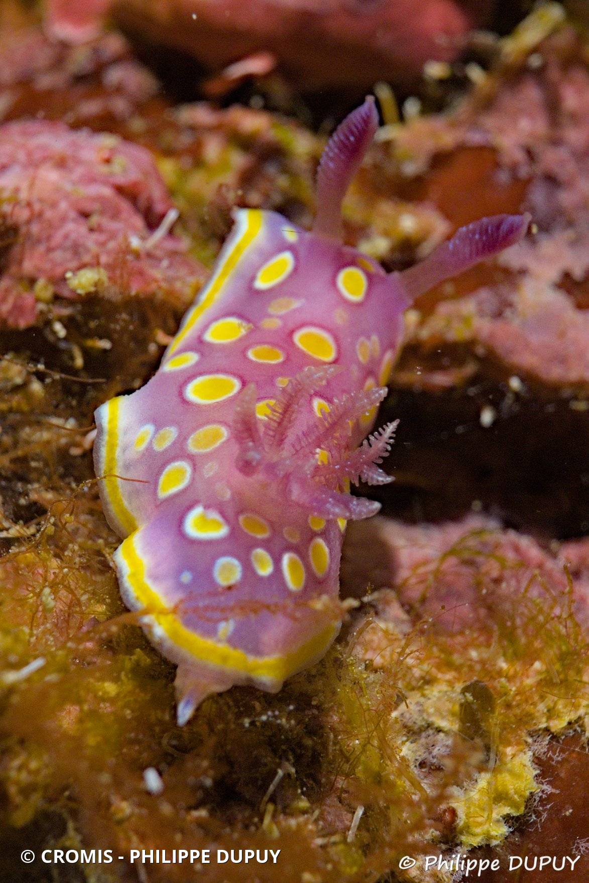 Doris tachetée mauve