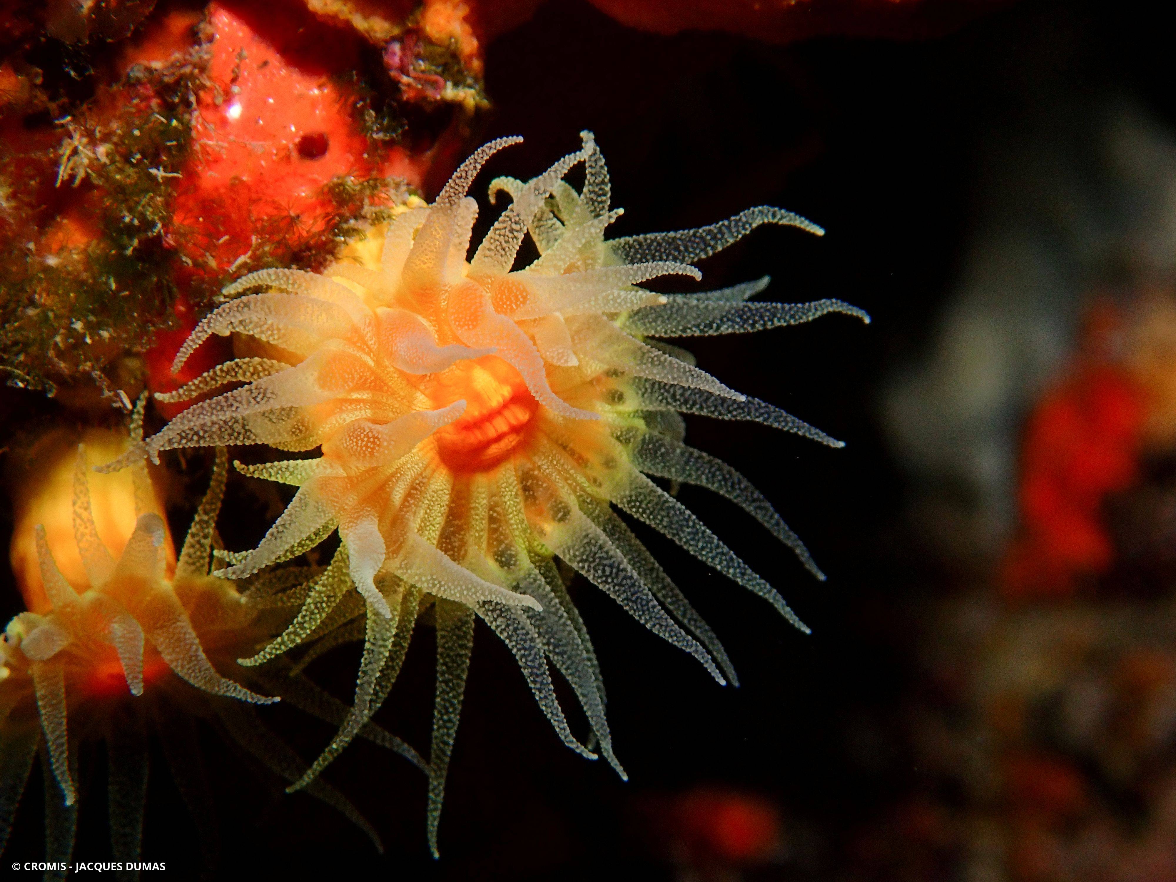 Corail jaune solitaire