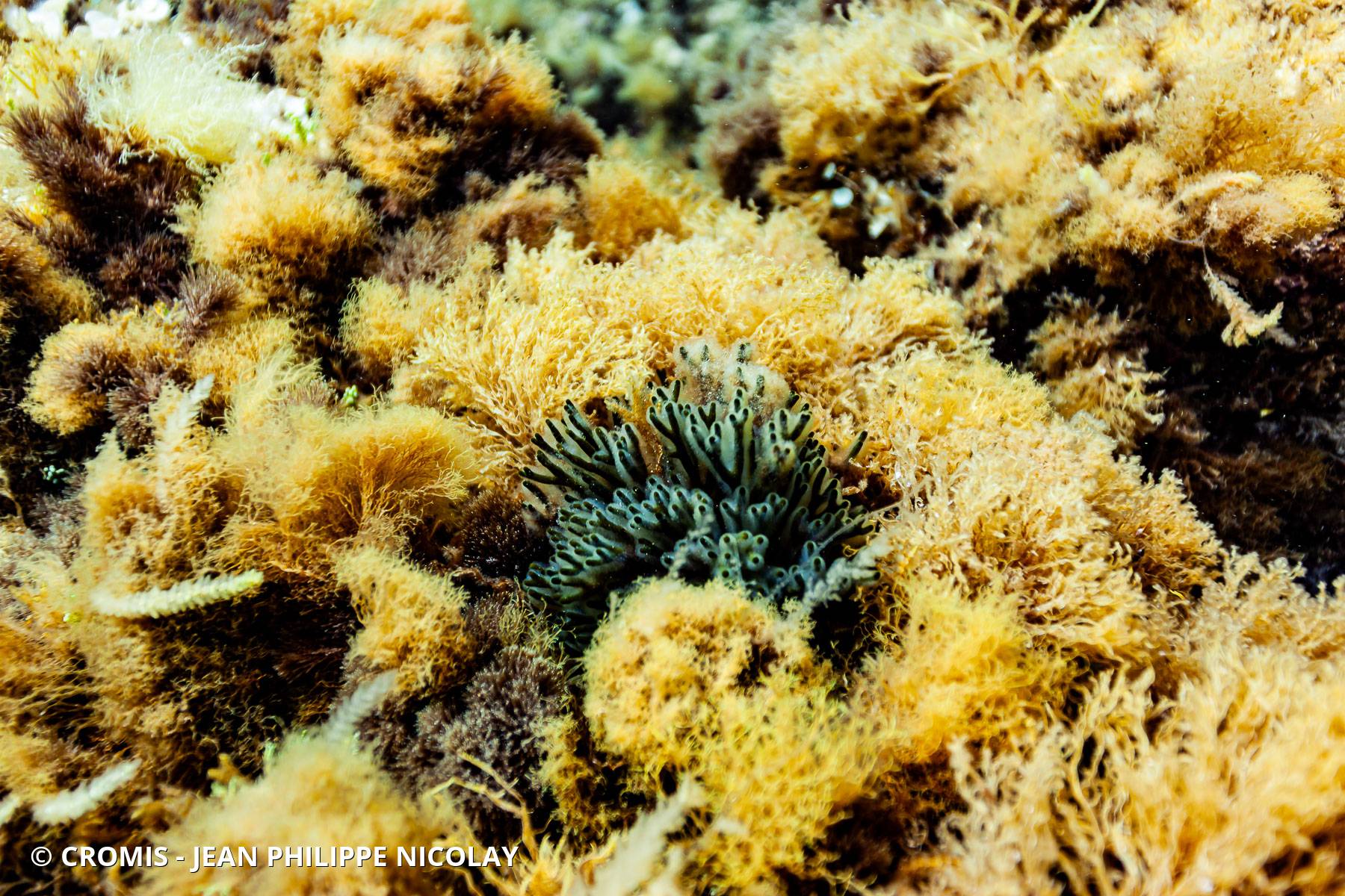 Codium fragile