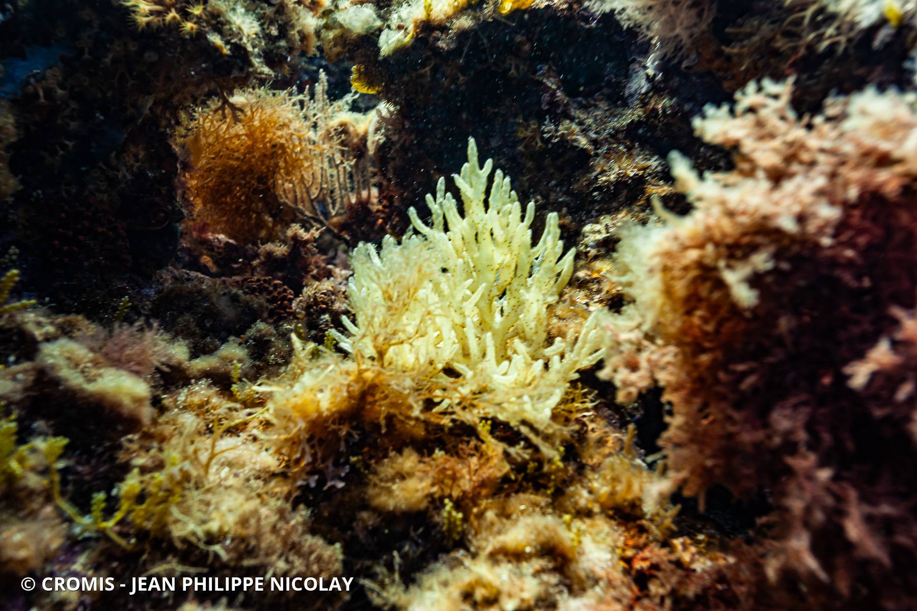 Algue branchue cartilagineuse
