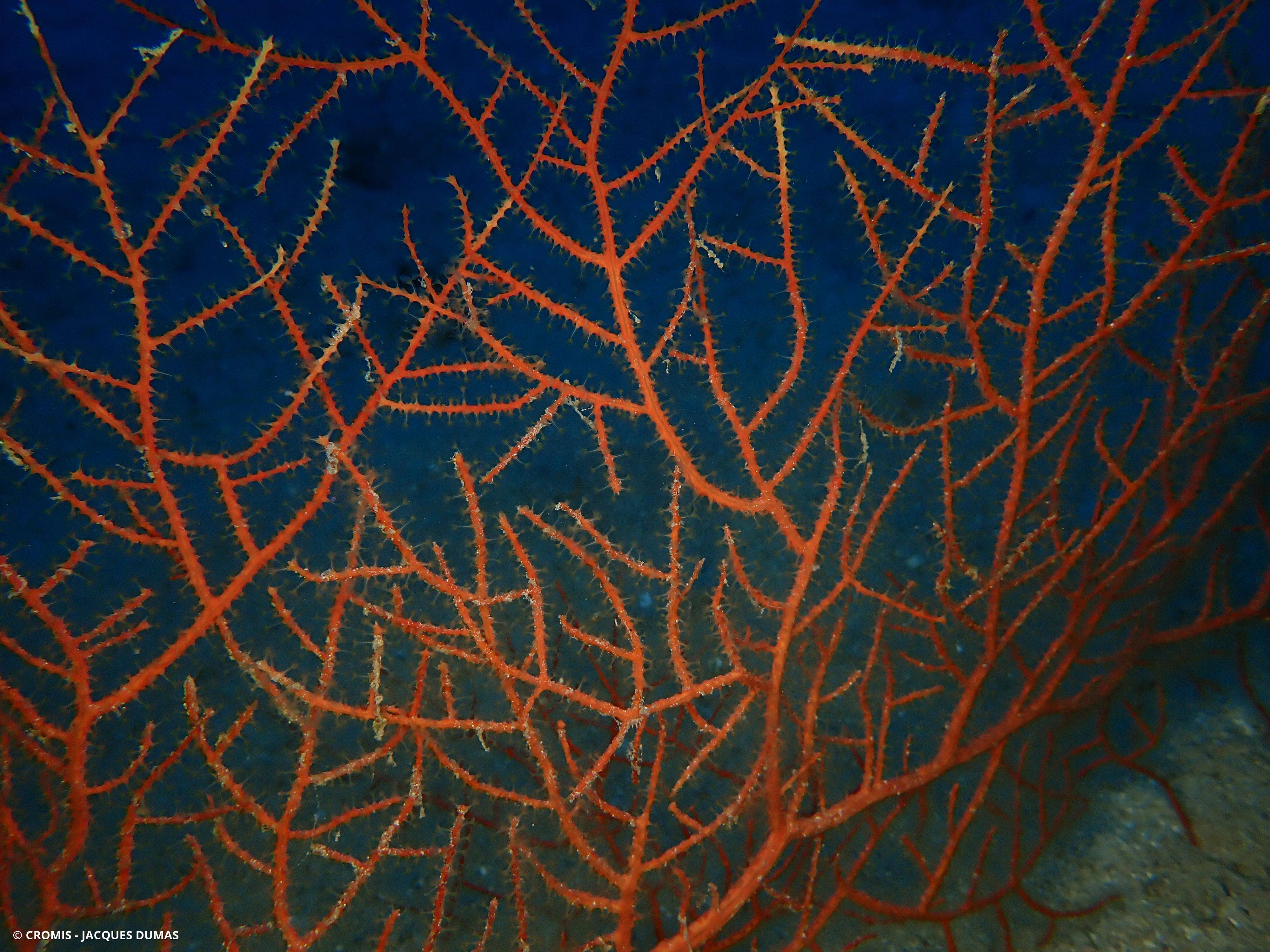 Gorgone orange