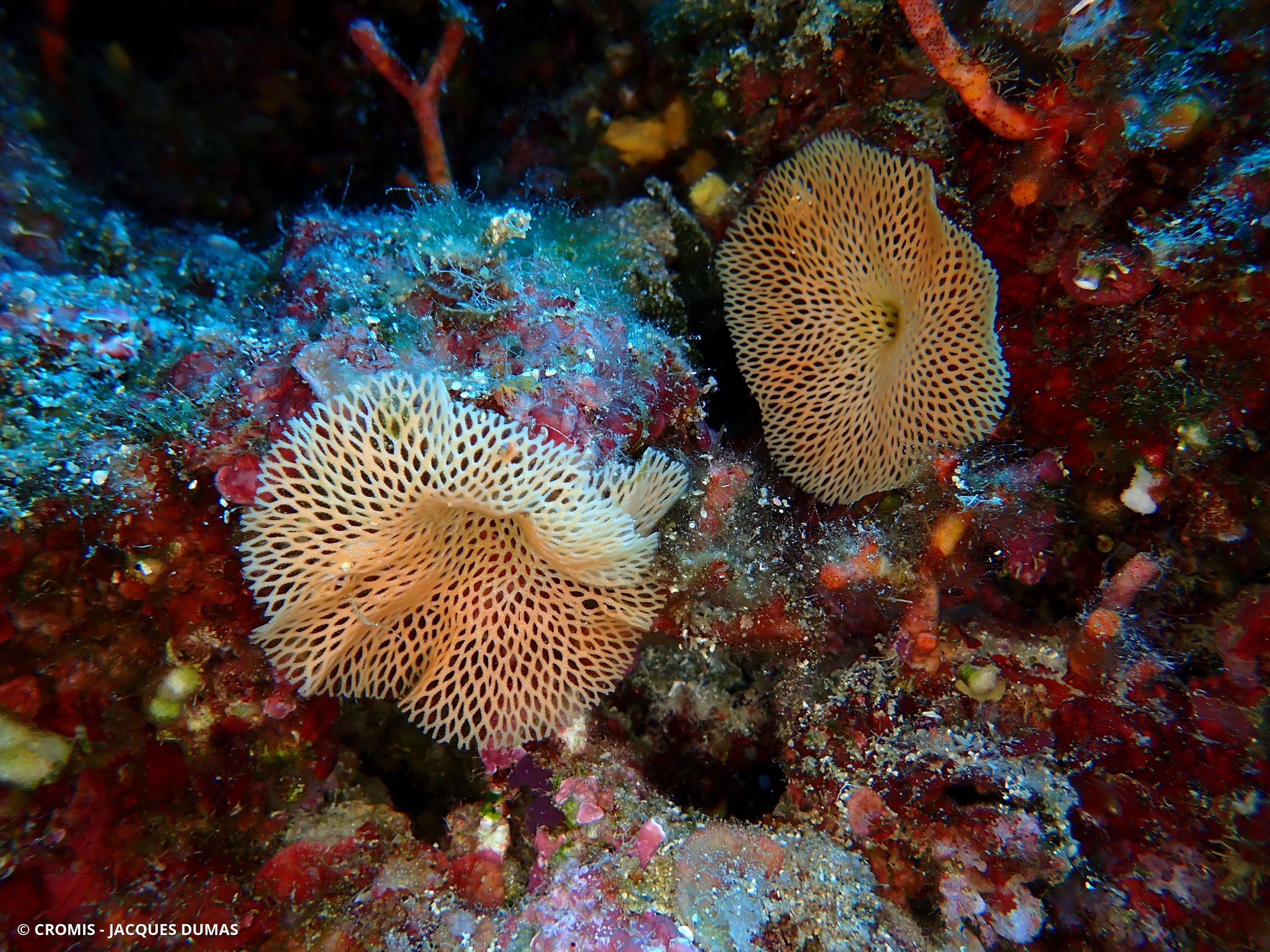 Dentelle des grottes