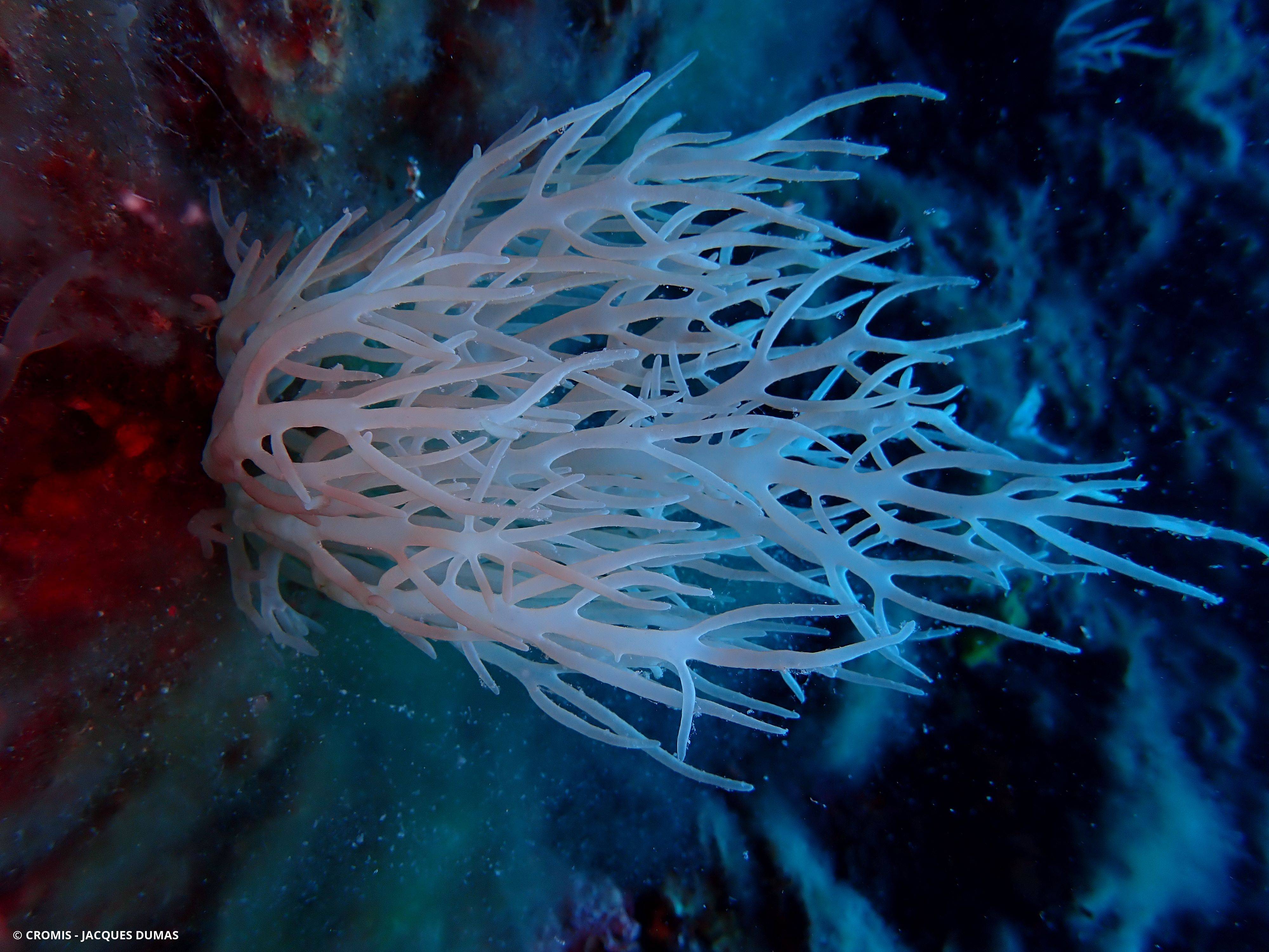 Algue branchue cartilagineuse